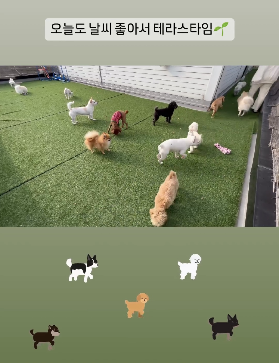 위드펫홈 애견호텔 대표 이미지