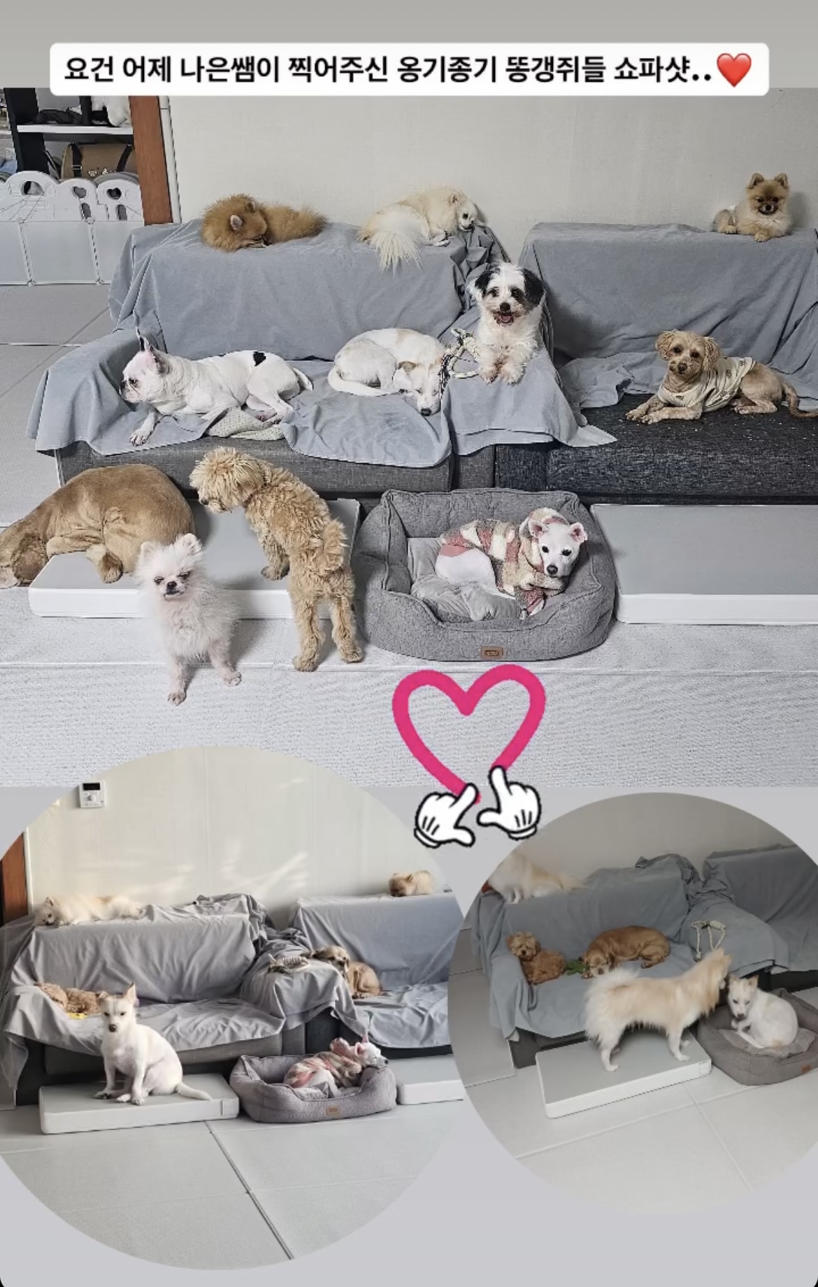 위드펫홈 애견호텔 대표 이미지