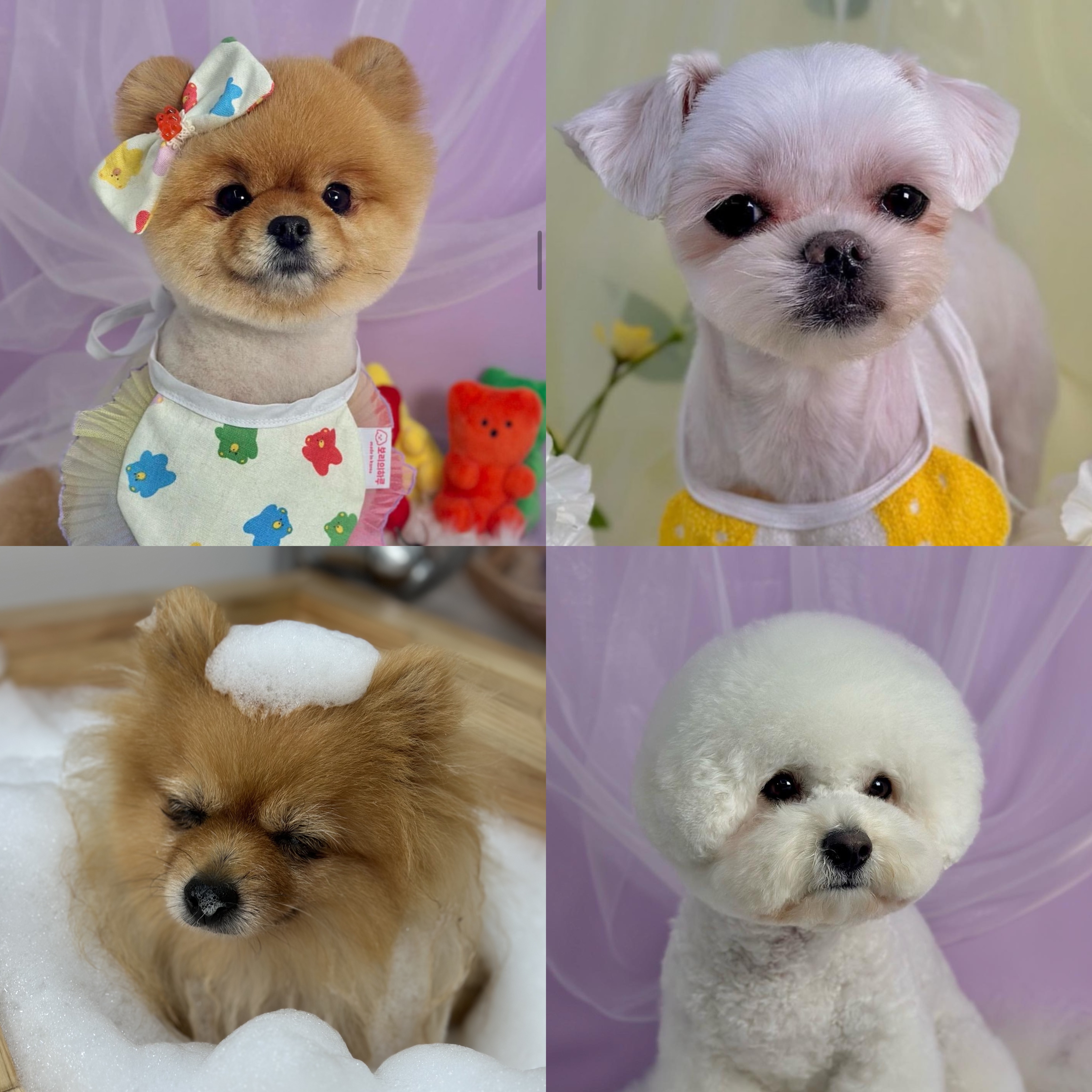 뽀도기