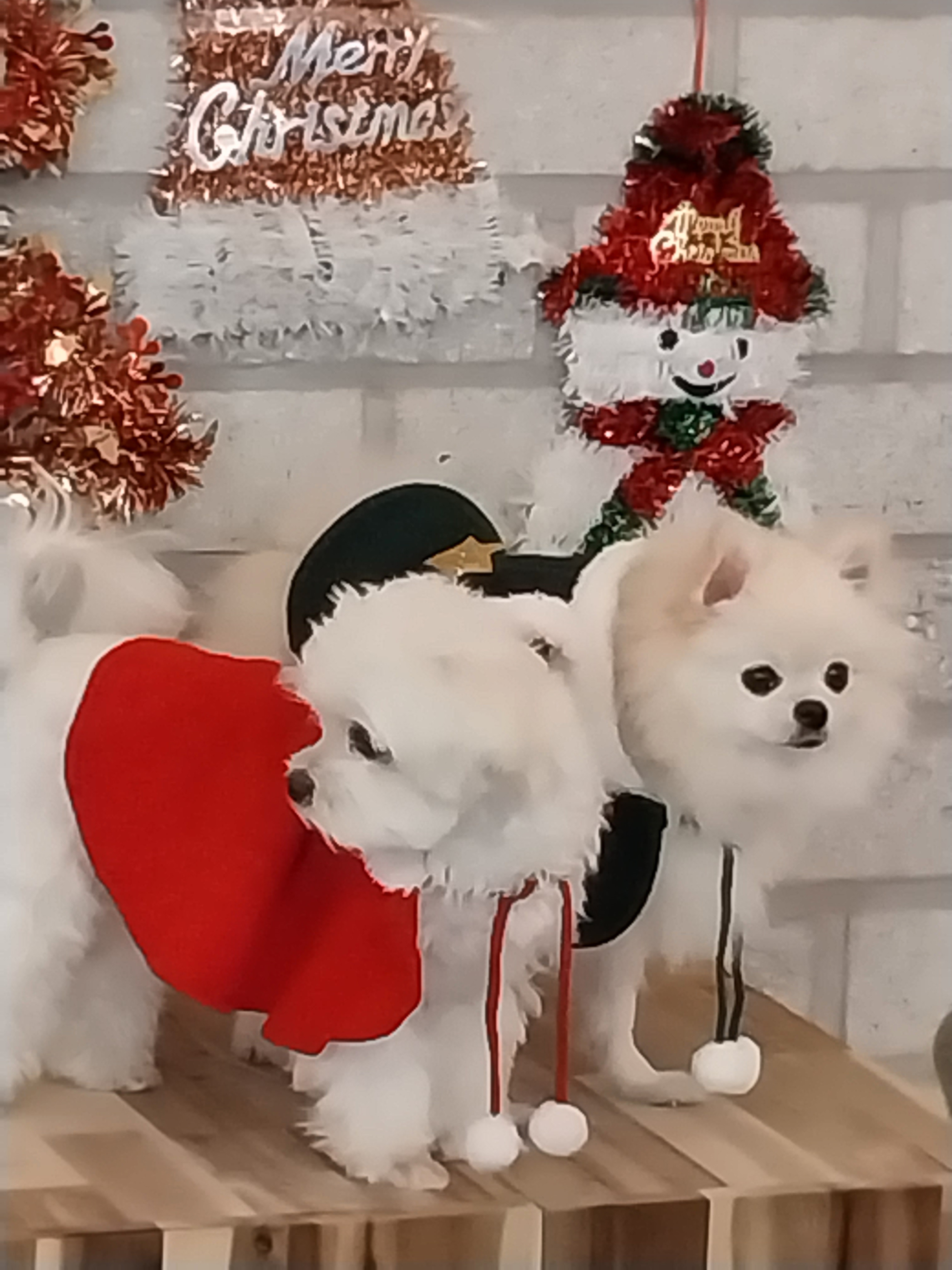 리츠펫 이시아폴리스점 반려동물 동반 애견카페