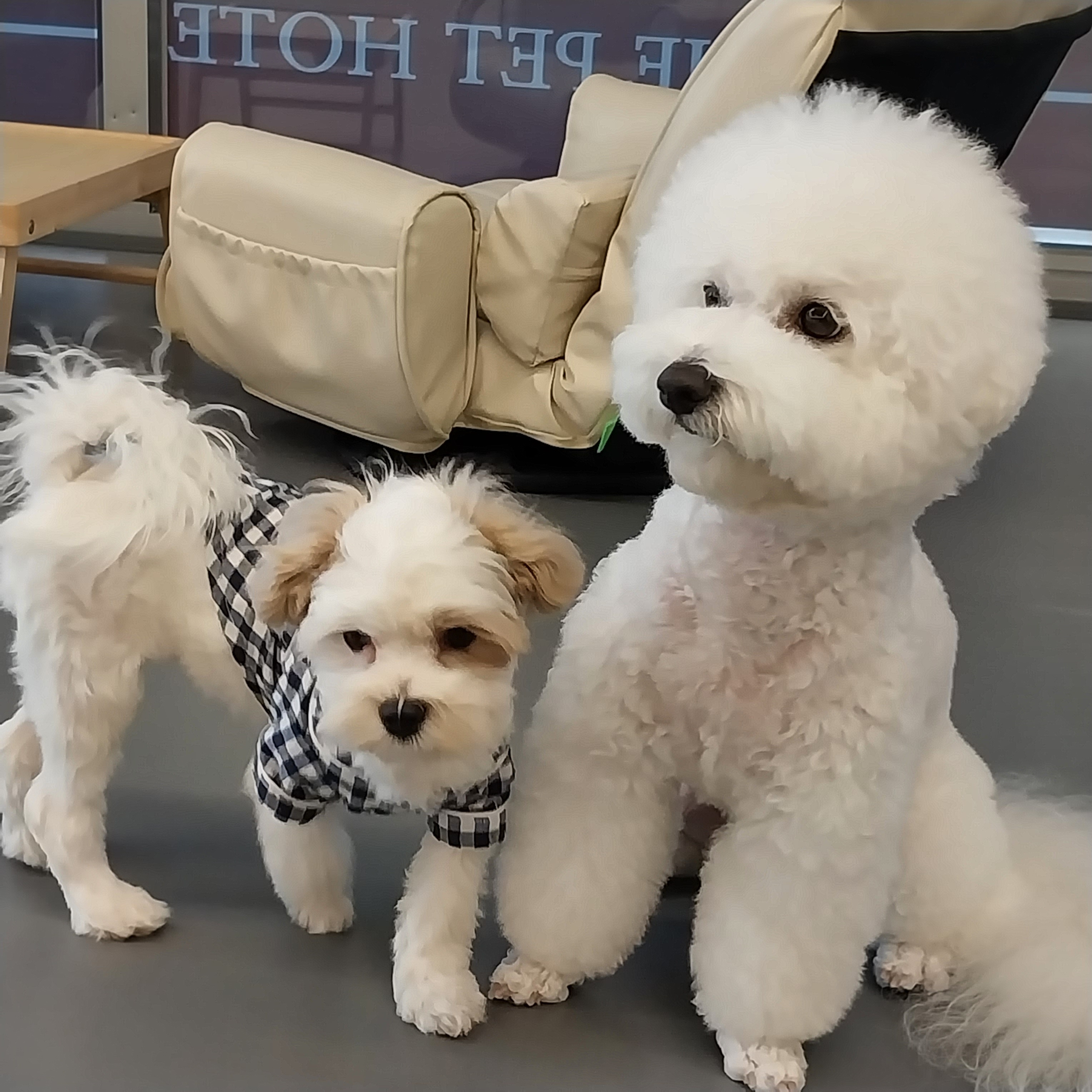 피터팻츠 5