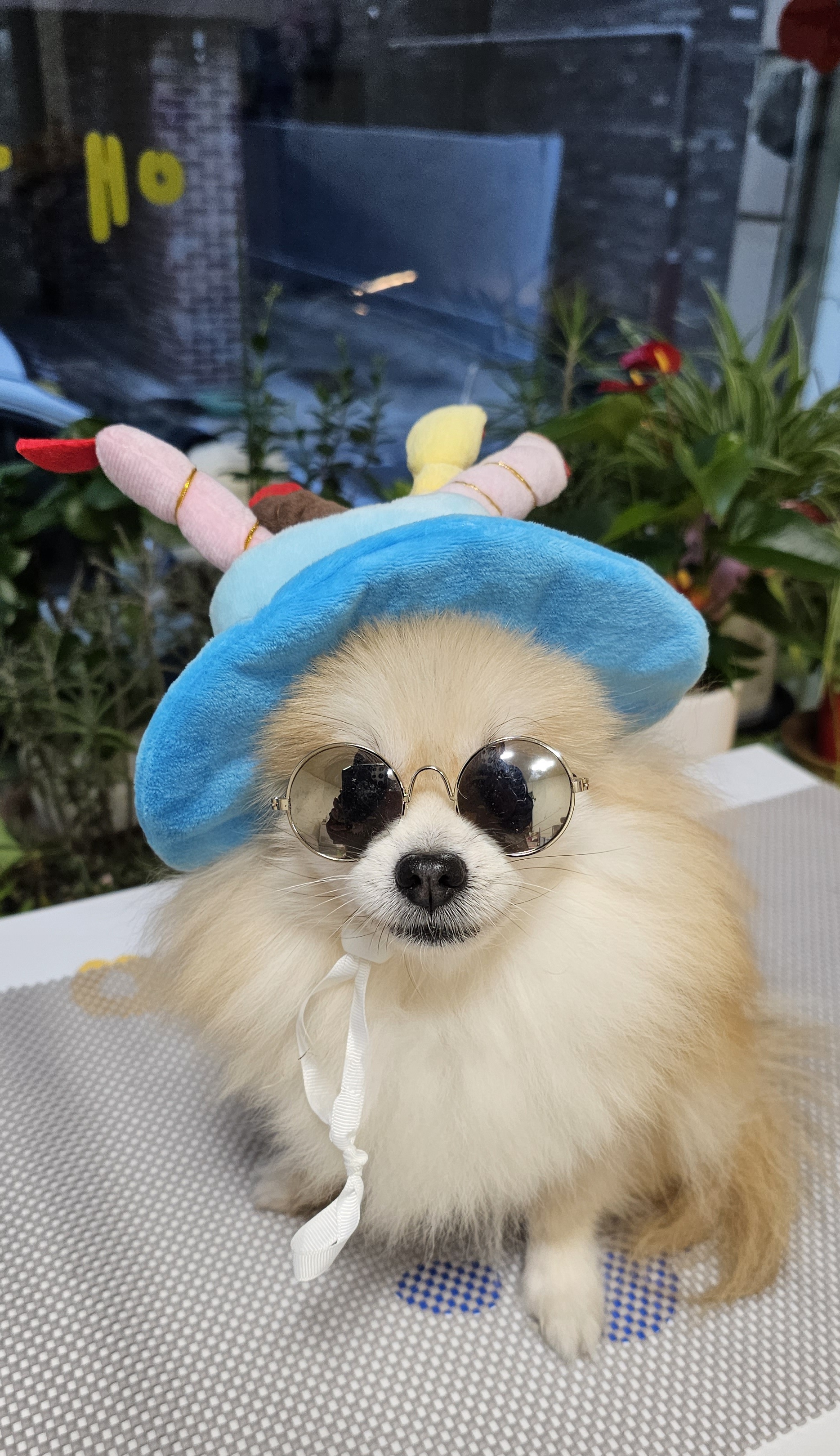 강아지톡 대표 이미지