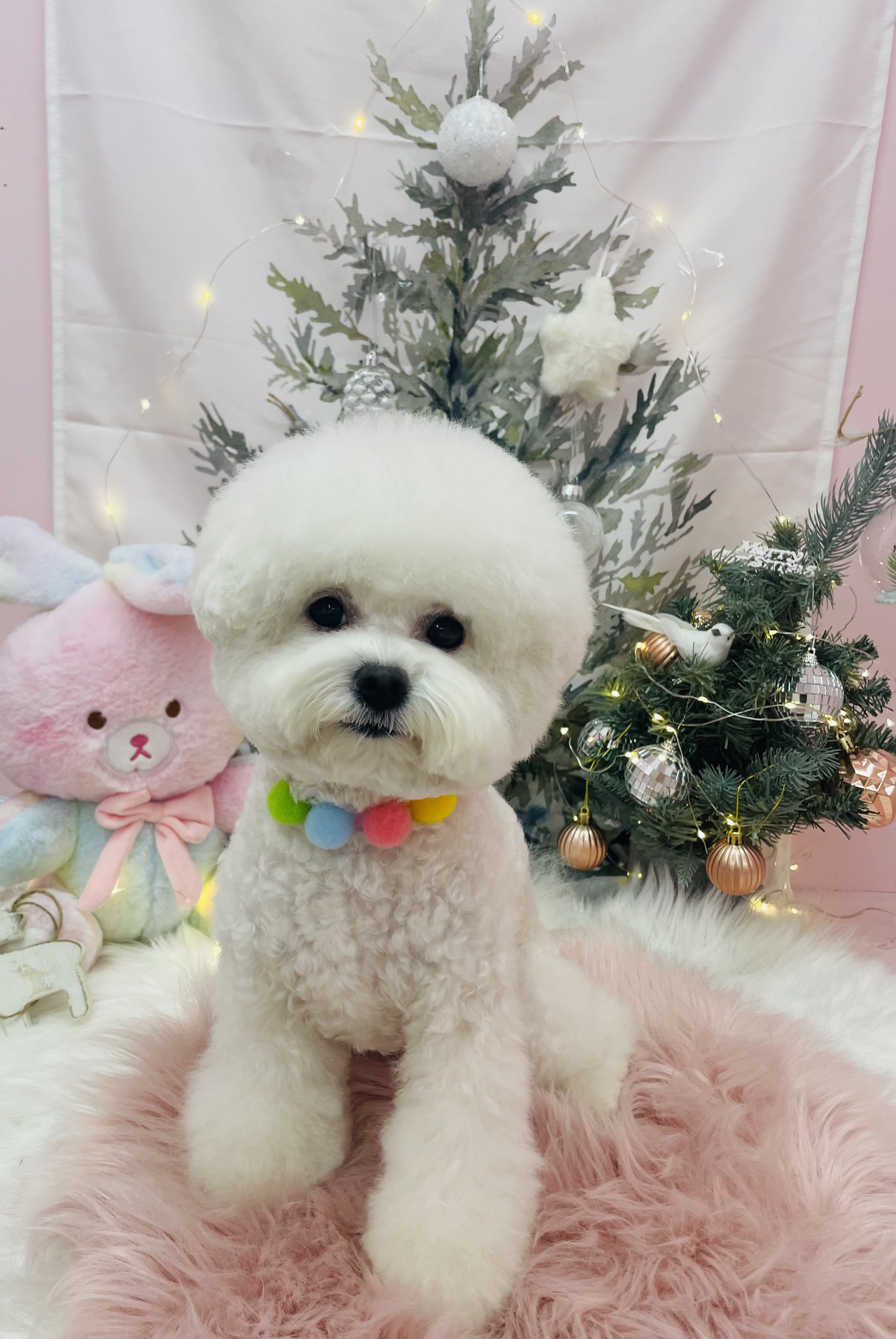 꼬순내 댕댕 살롱 대표 이미지