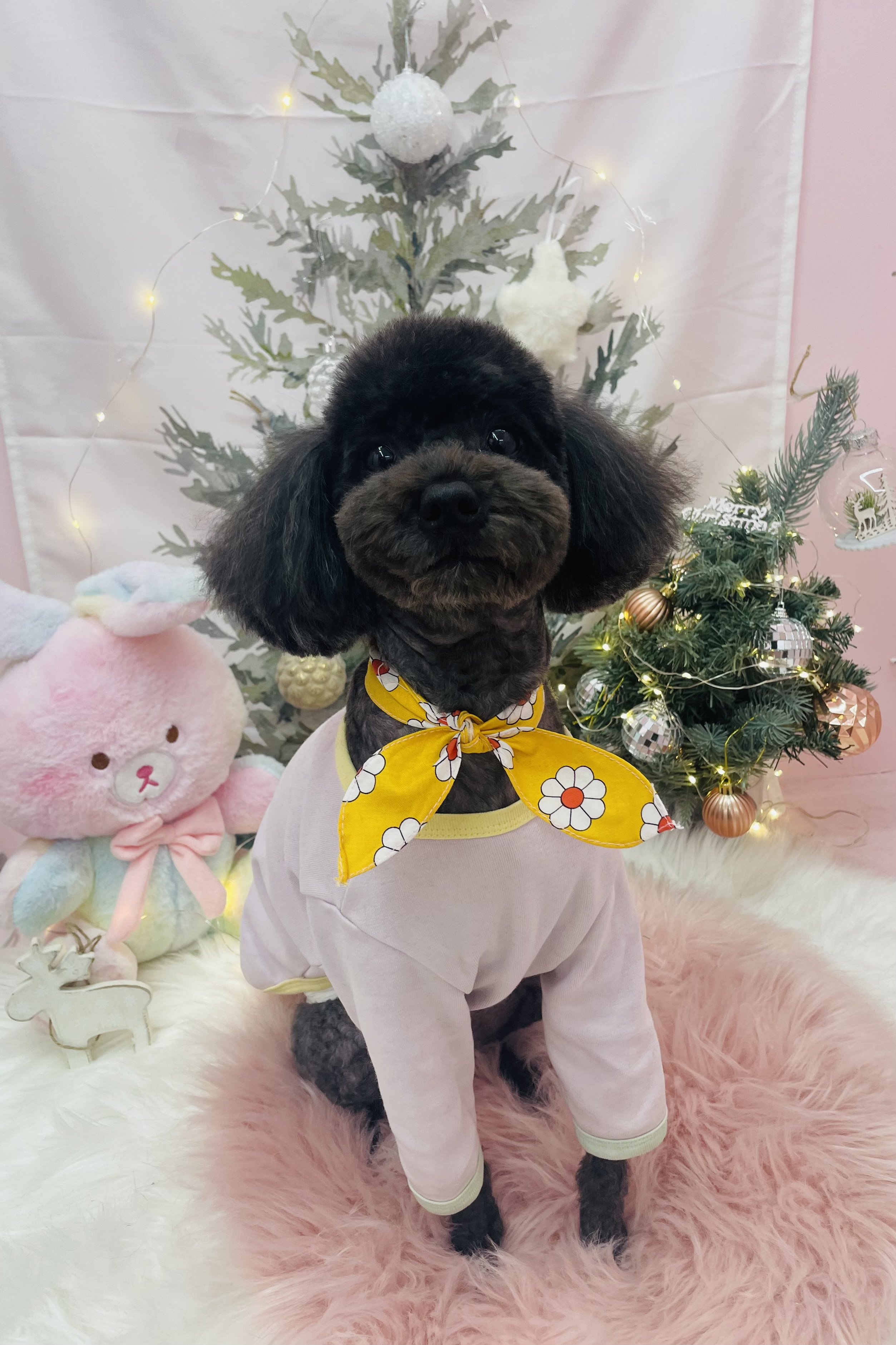 꼬순내 댕댕 살롱 이미지