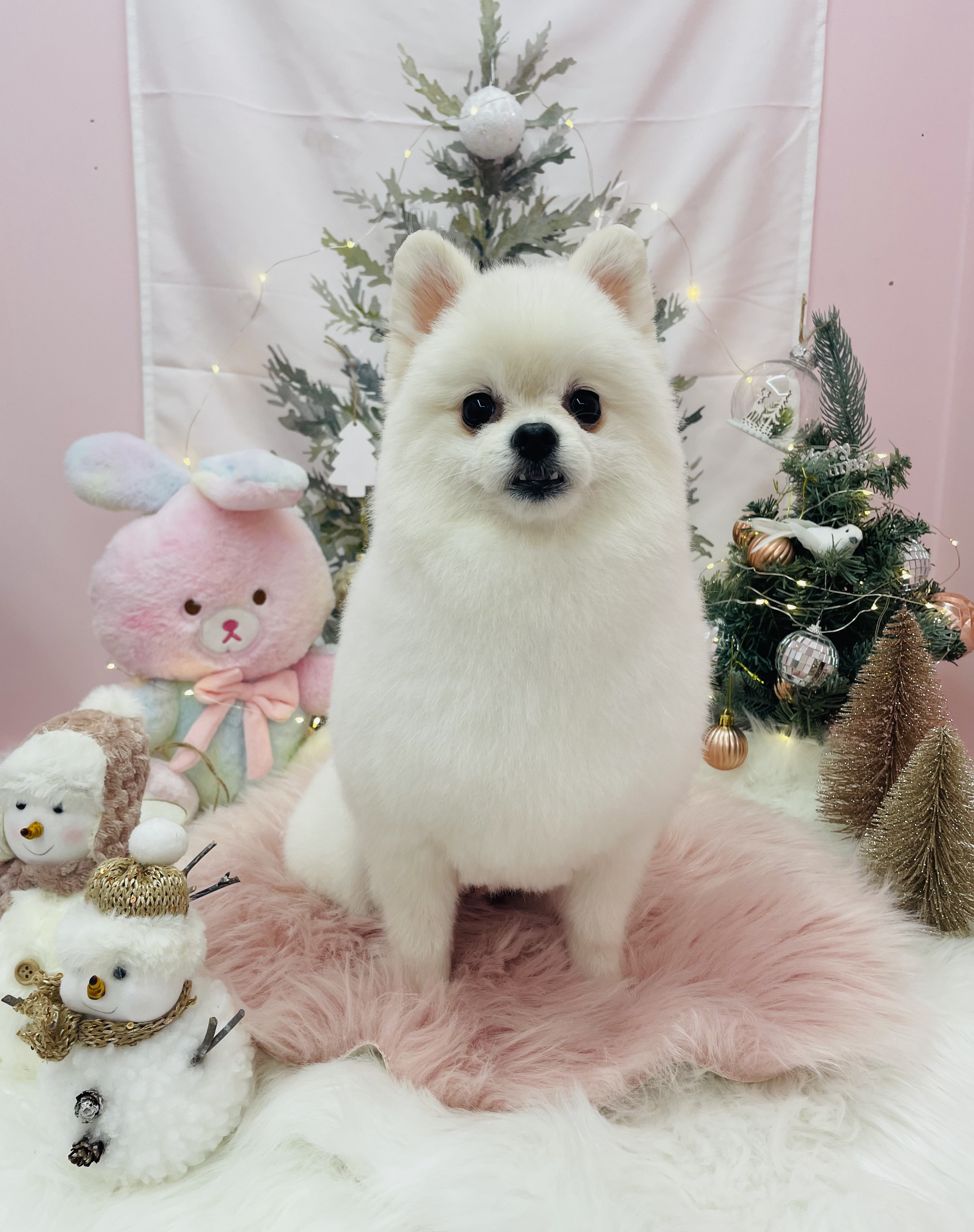 꼬순내 댕댕 살롱 대표 이미지