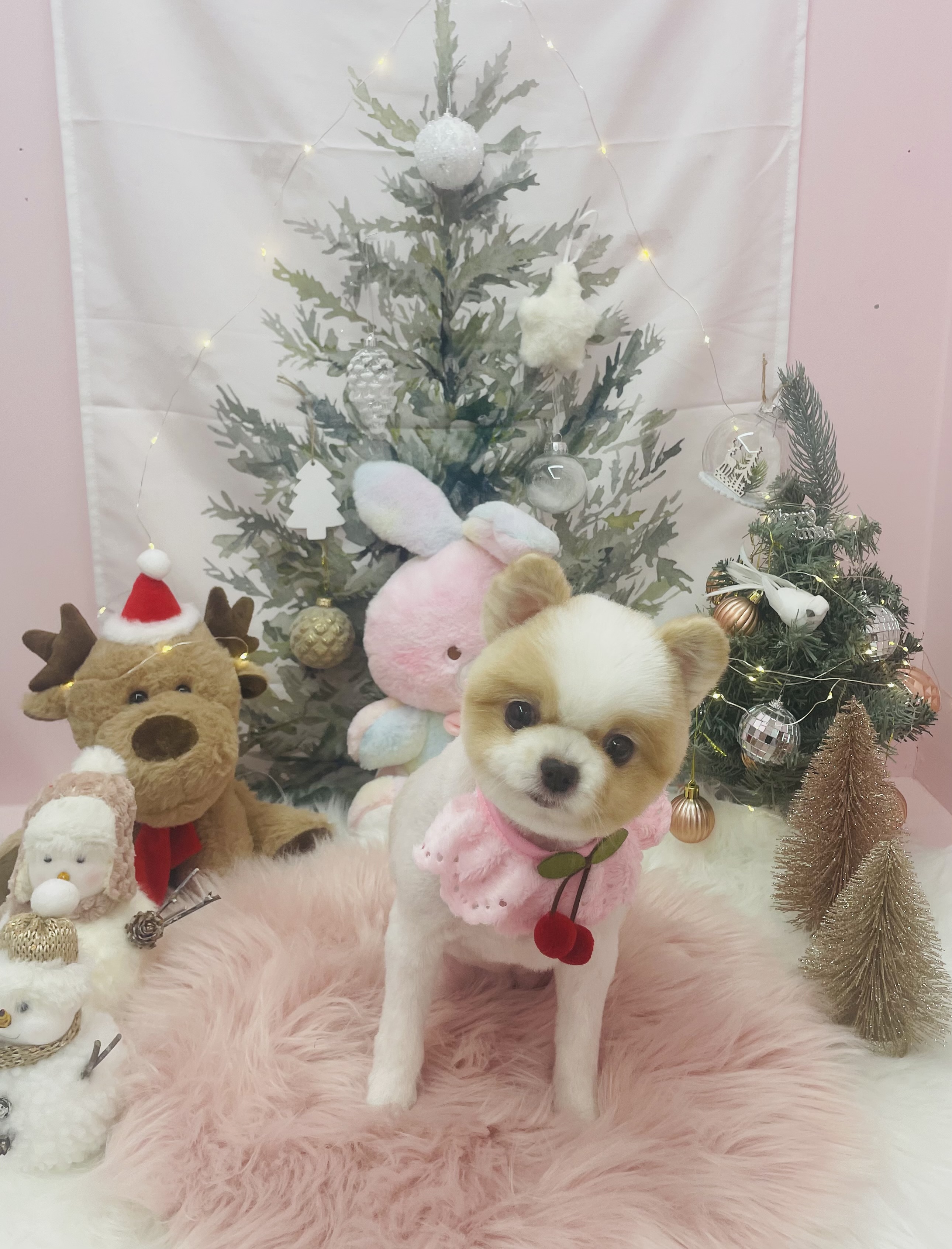 꼬순내 댕댕 살롱 대표 이미지