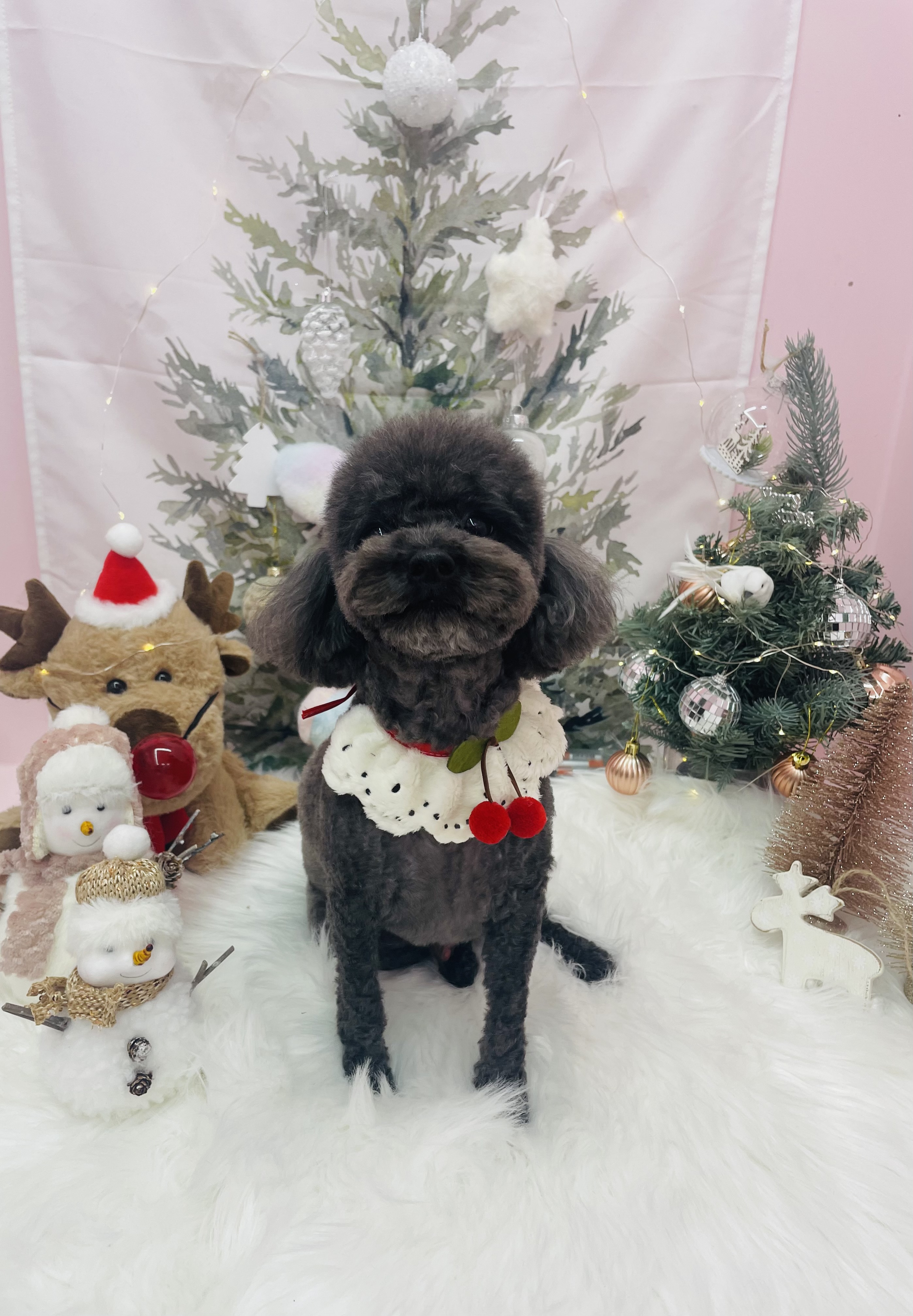 꼬순내 댕댕 살롱 대표 이미지