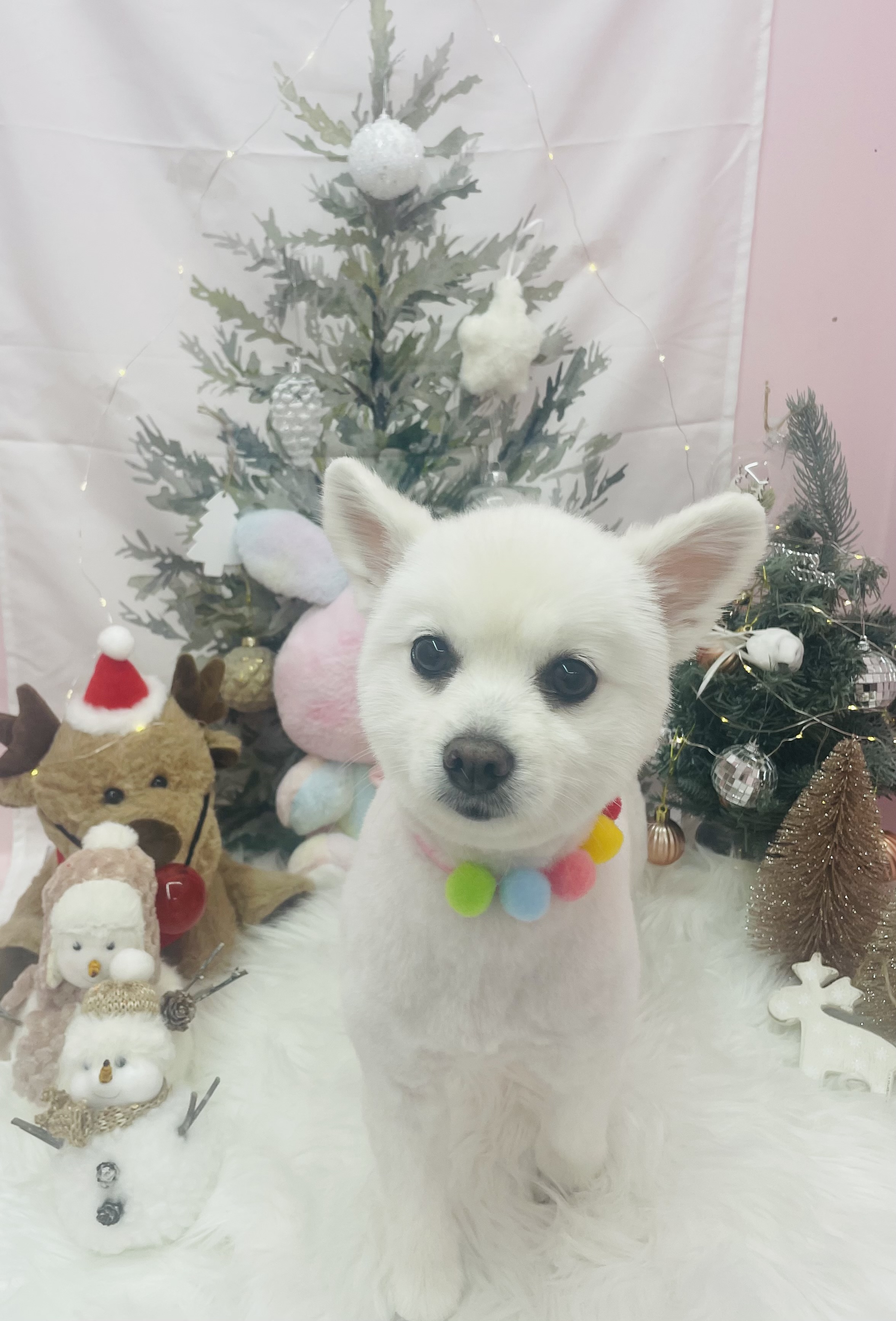 꼬순내 댕댕 살롱 대표 이미지