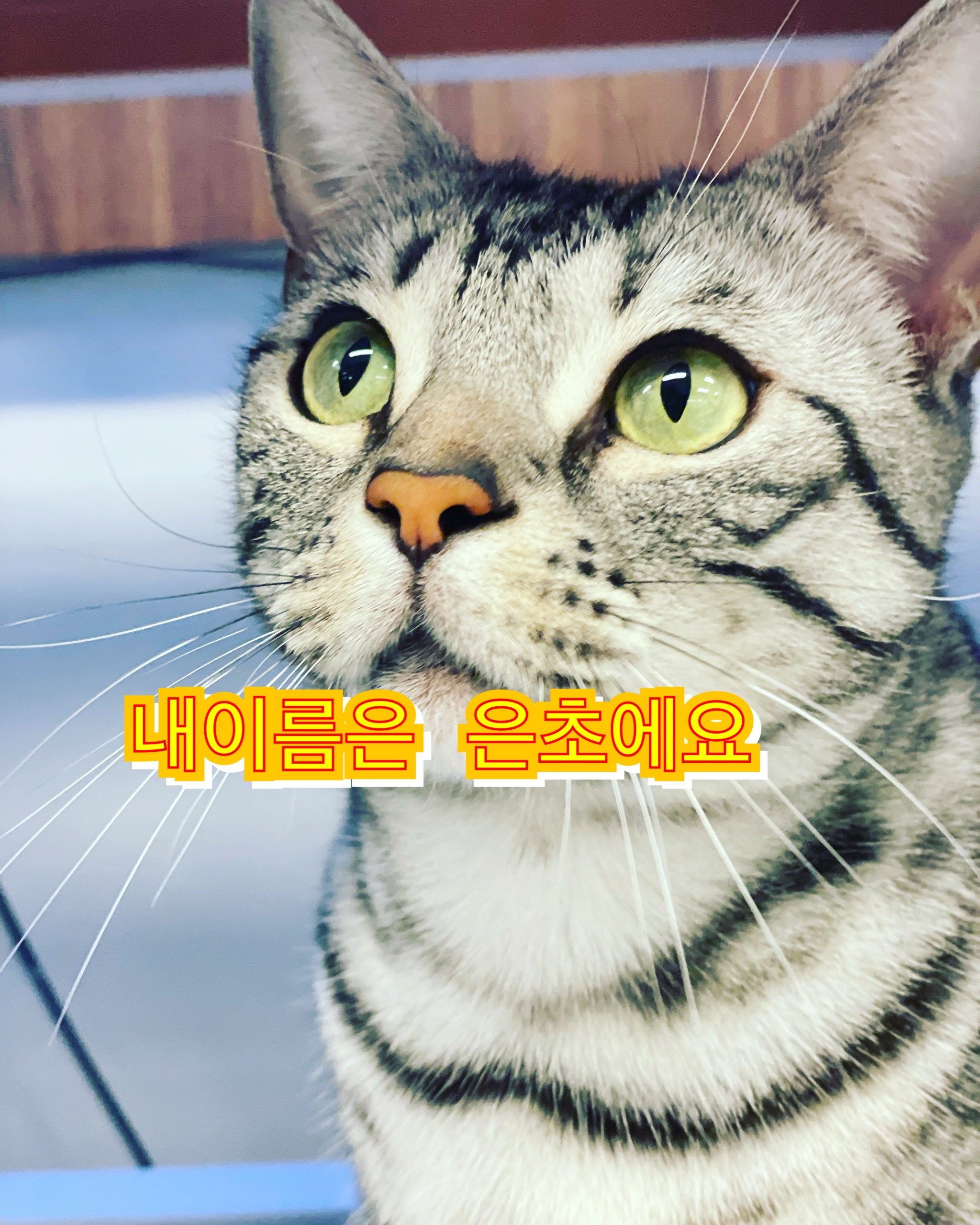 모여봐요고양이카페