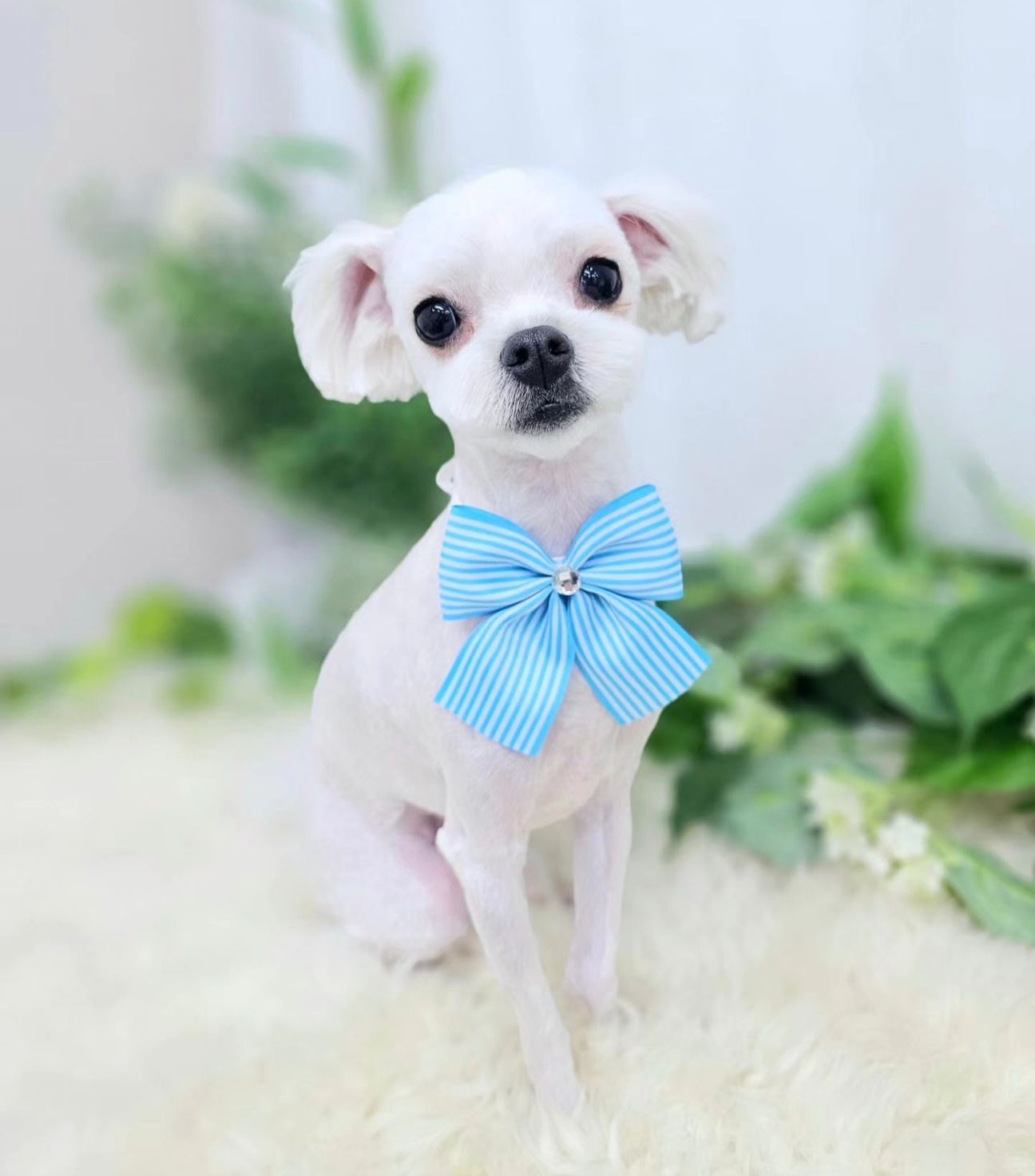 헤아림펫 대표 이미지