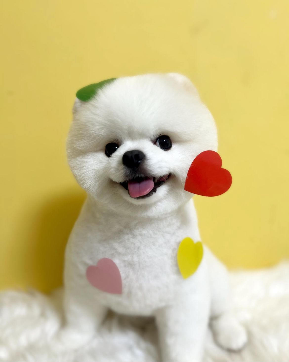 헤이댕댕 4