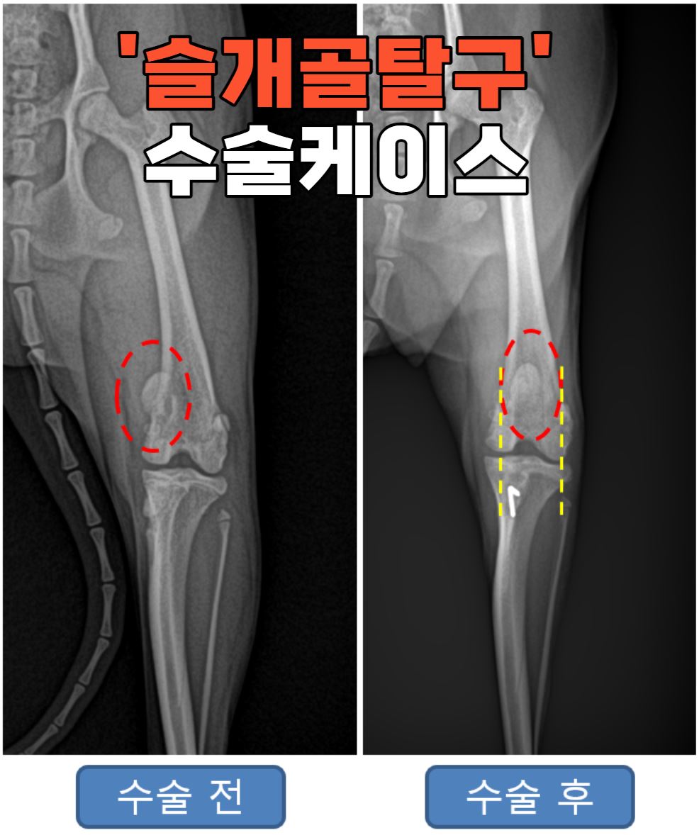 시그널동물병원 간판