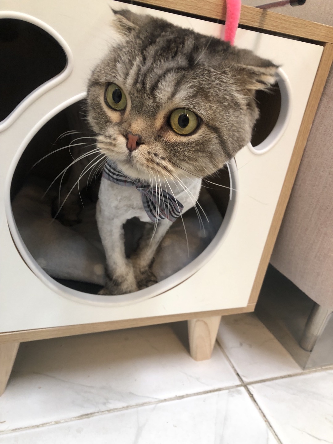 카밍캣 고양이 미용