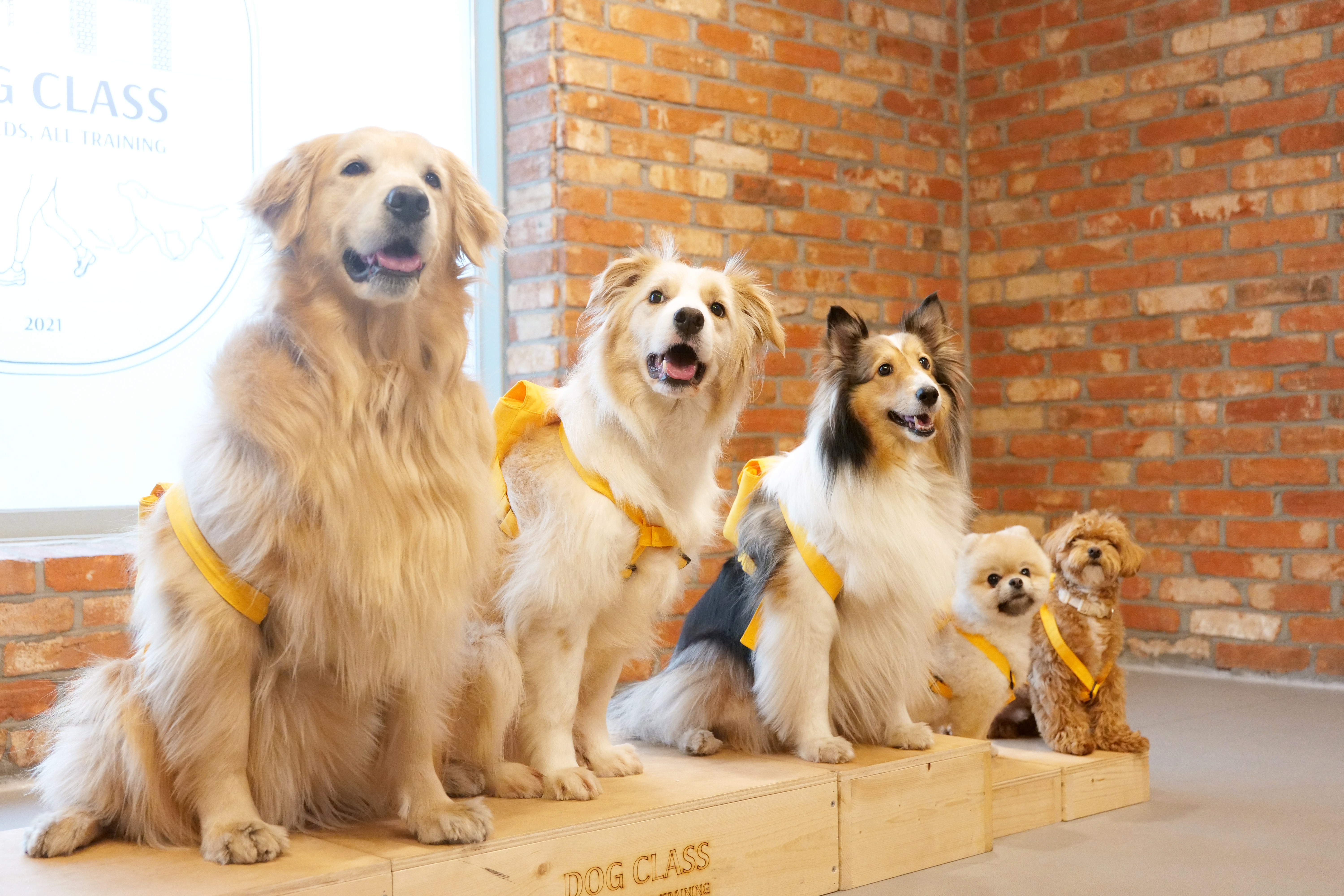 독클래스 대표 이미지