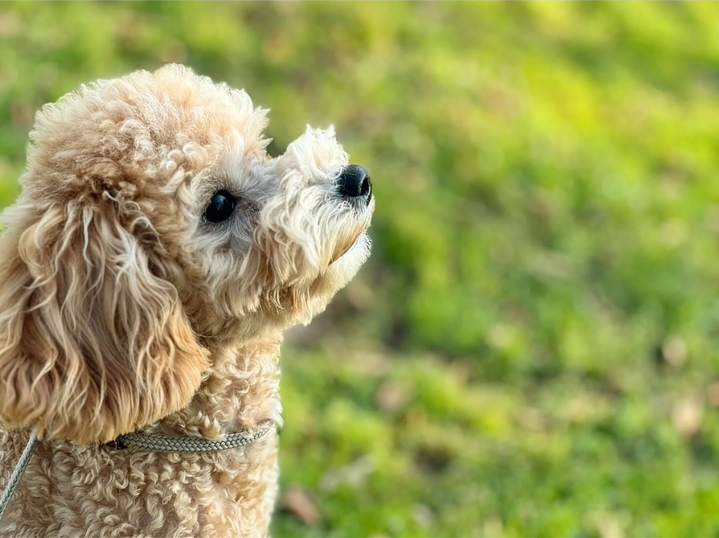 스누독애견유치원애견호텔 대표 이미지