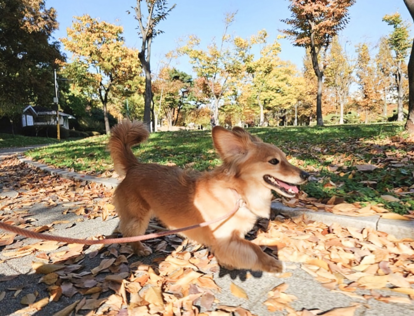 스누독애견유치원애견호텔 대표 이미지