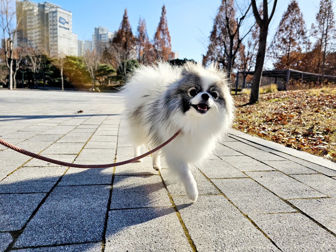 스누독 대표 이미지