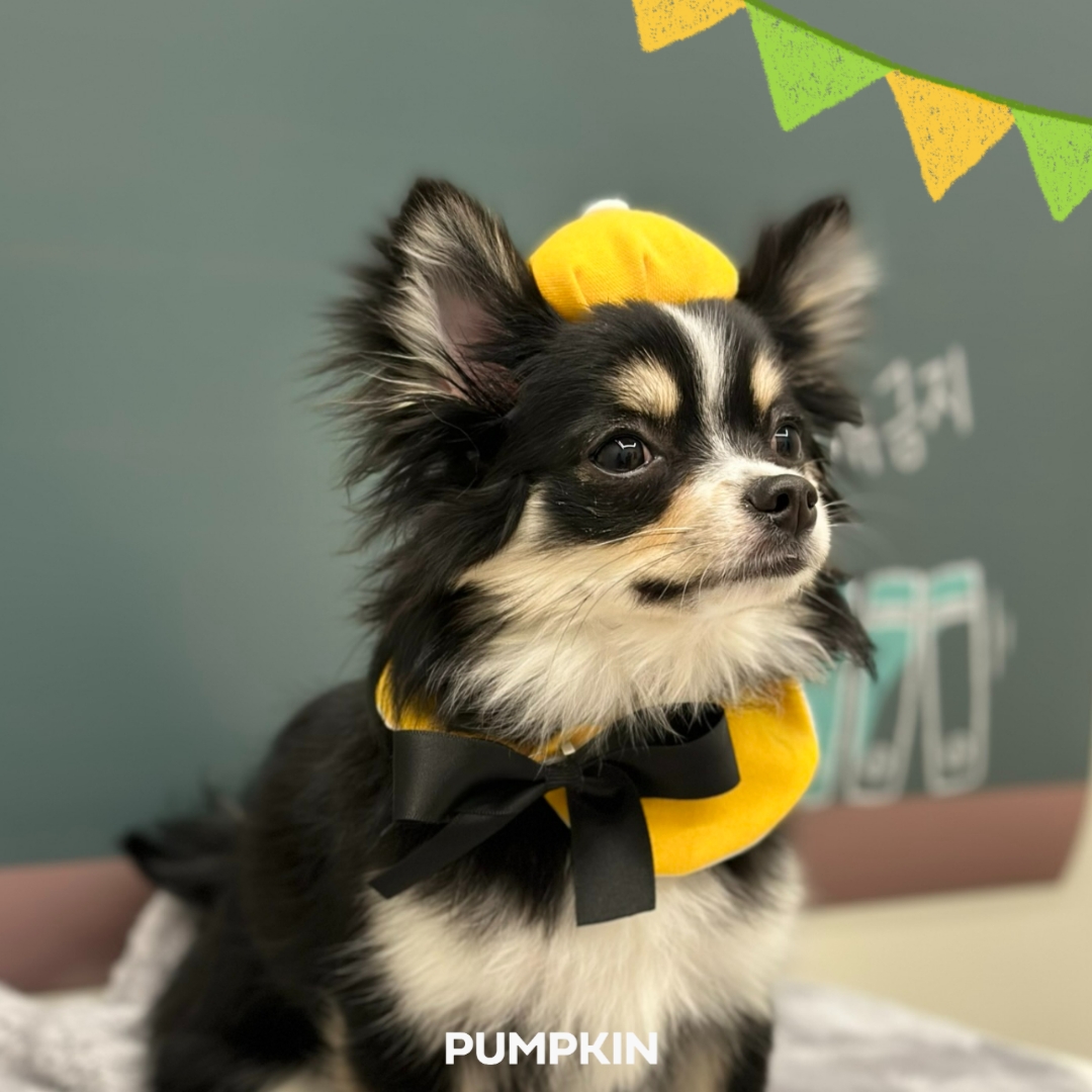 펌킨 펫하우스 서울숲 대표 이미지