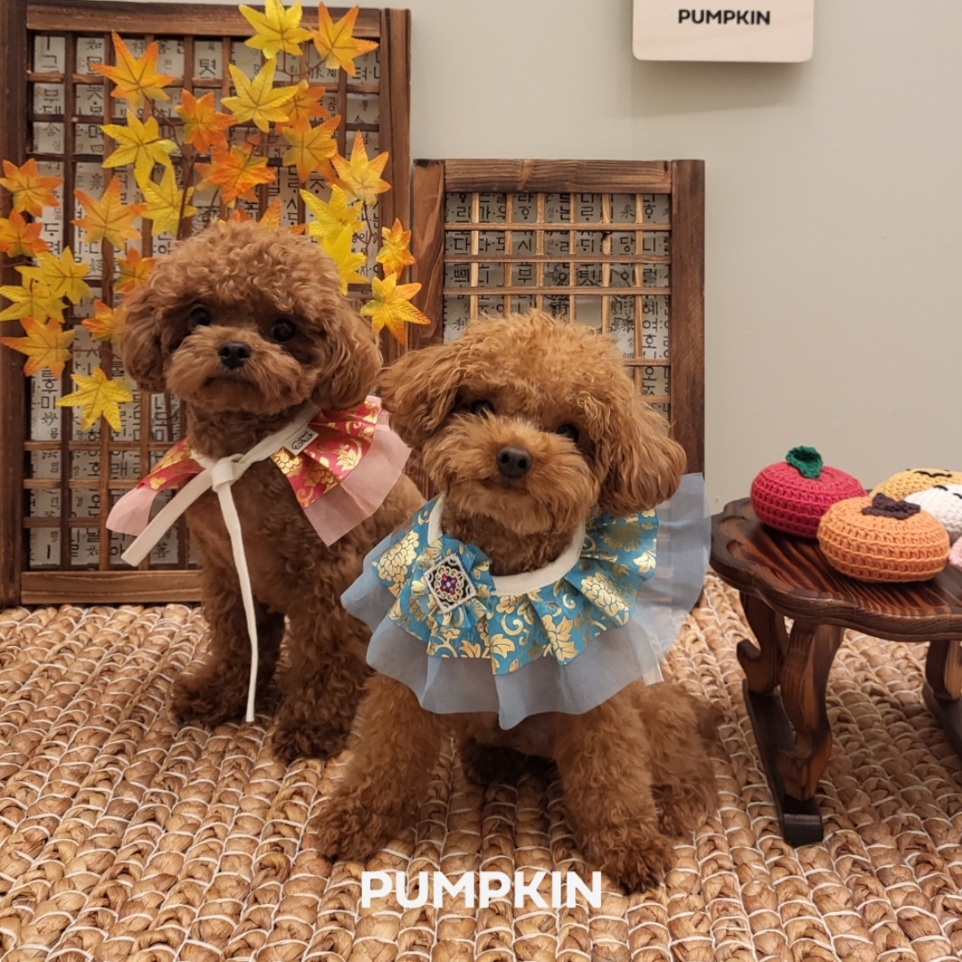 펌킨 펫하우스 서울숲 대표 이미지