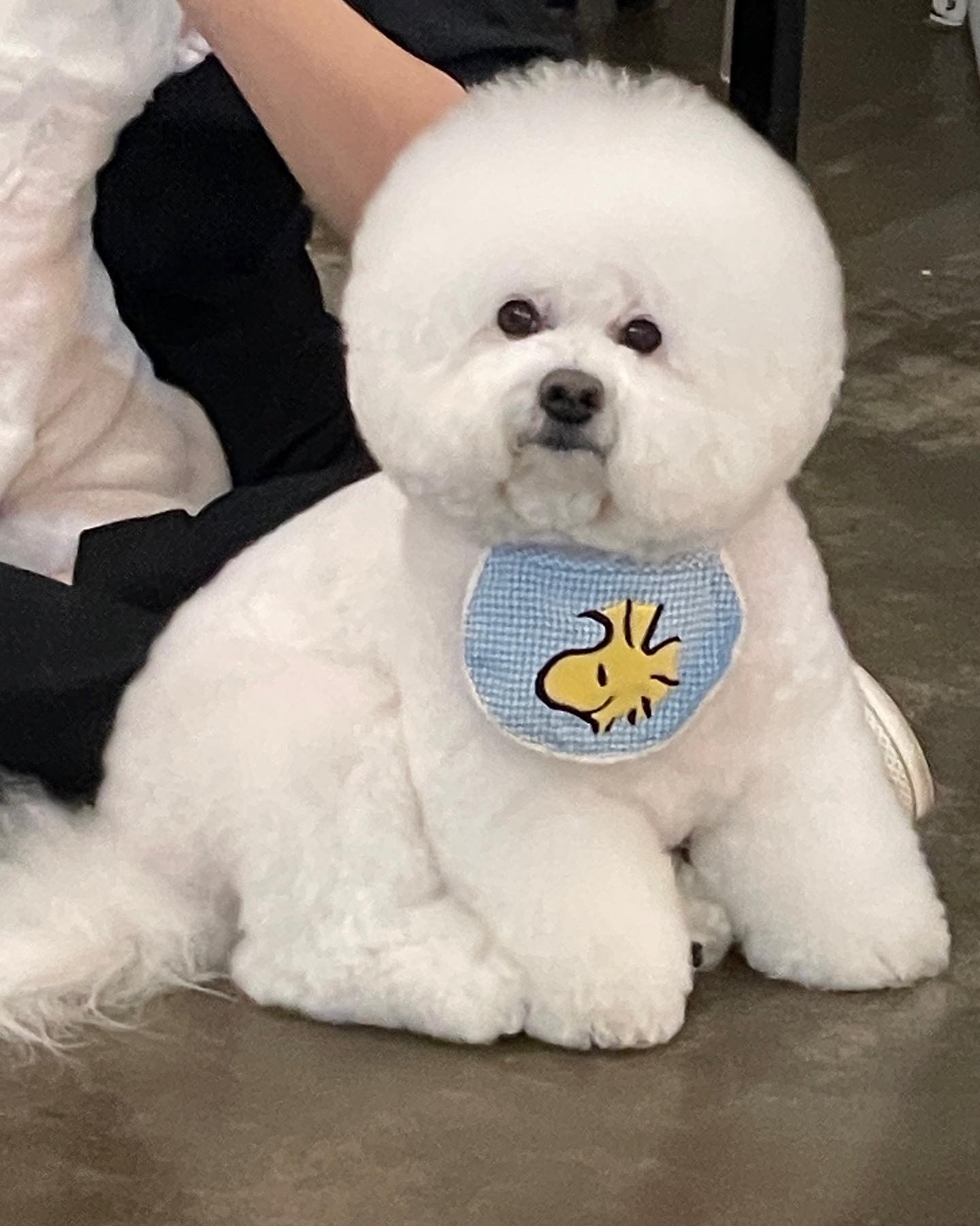 꽃분이네애견카페 반려동물 동반 애견카페