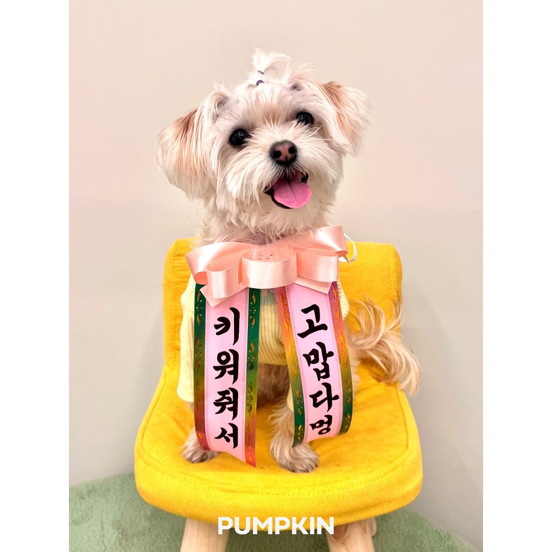 펌킨 펫하우스 서울숲 대표 이미지