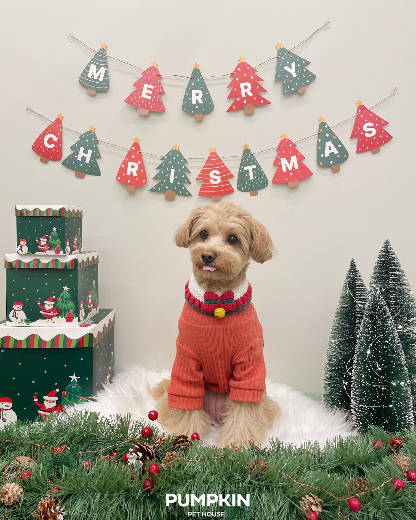 펌킨 펫하우스 서울숲 대표 이미지