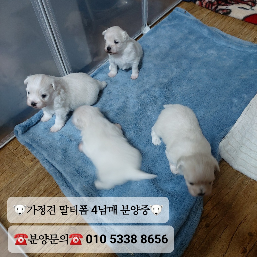 미소애견샵