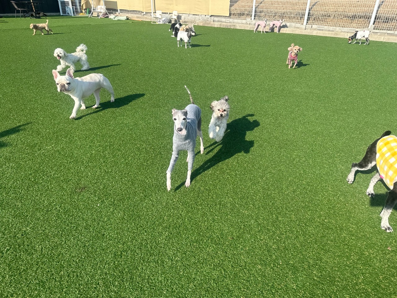 하이멍뭉 애견유치원호텔 대표 이미지