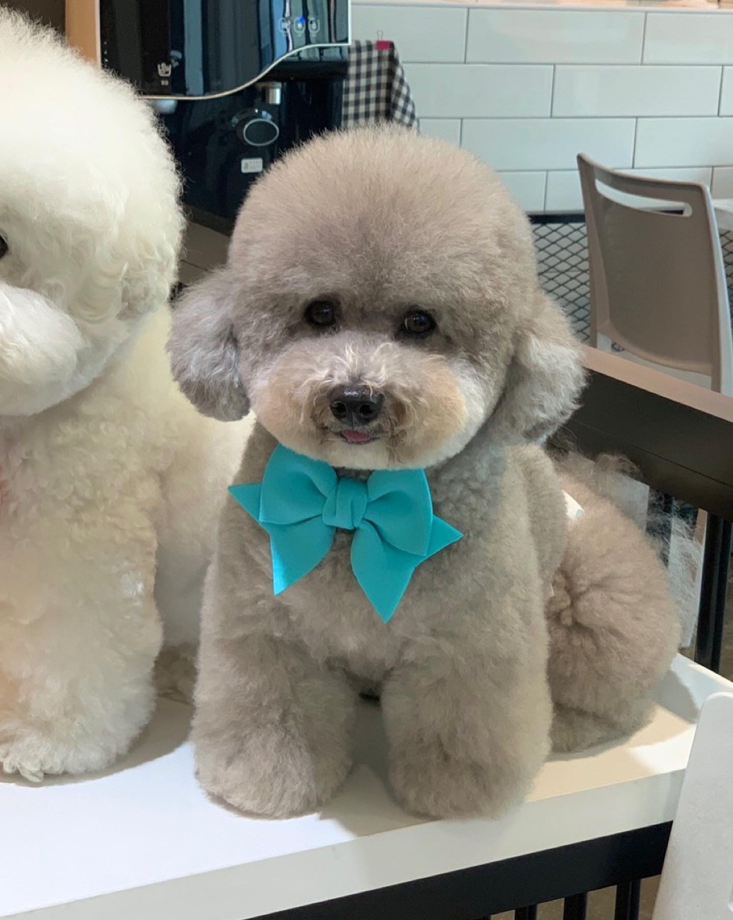 꽃분이네애견카페 2