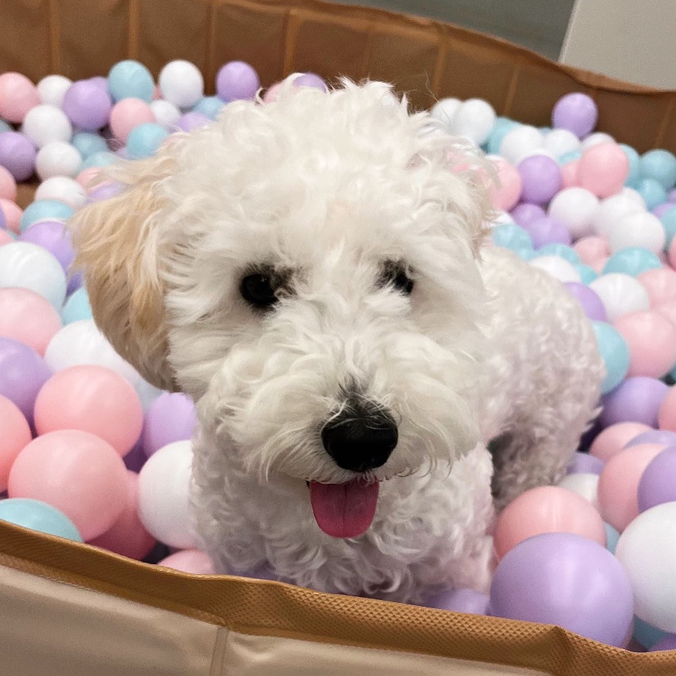 펌킨 펫하우스 서울숲 대표 이미지