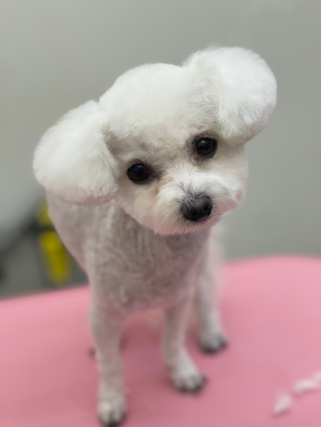 댕댕살롱 대표 이미지