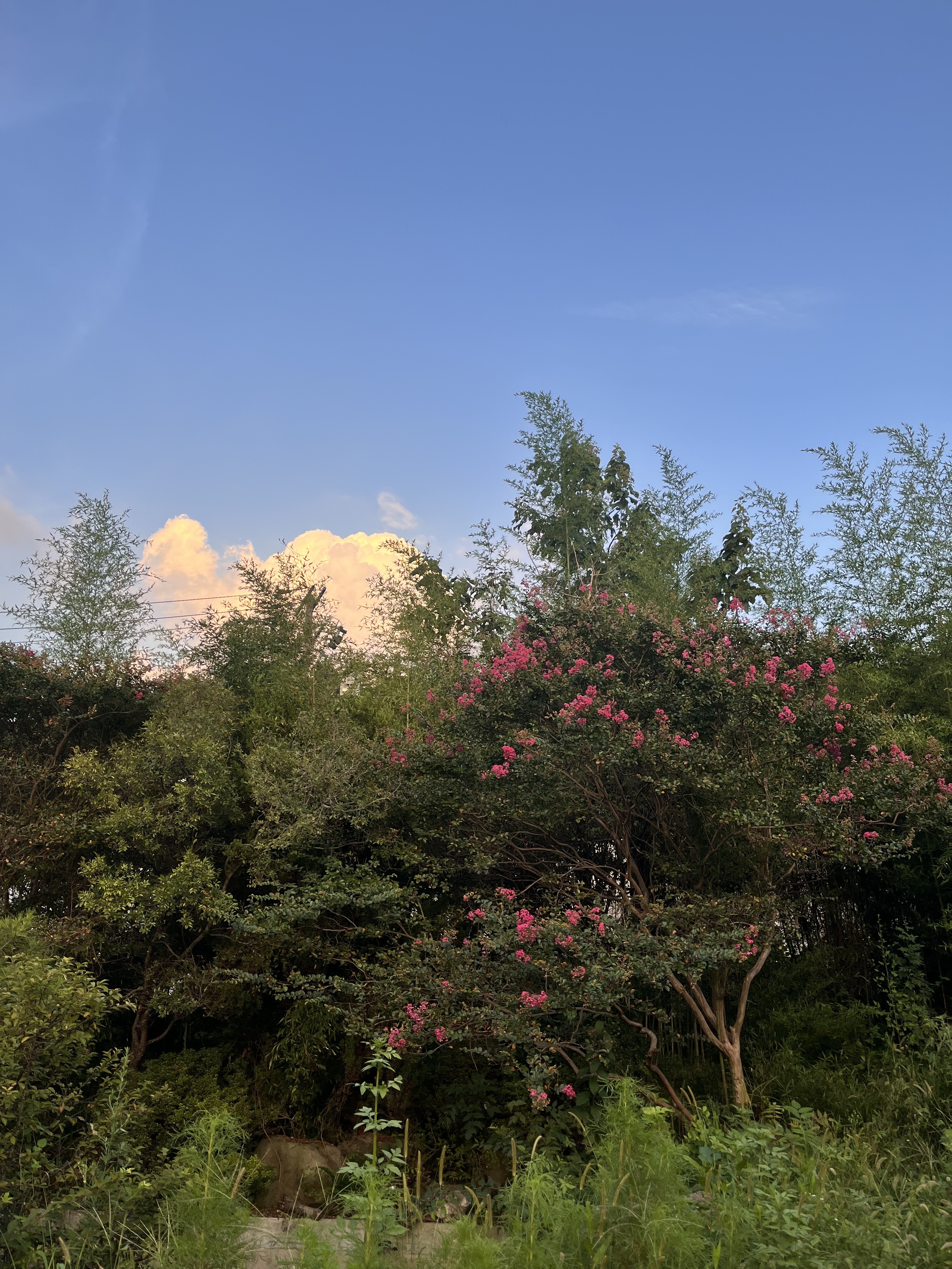 카페 주다