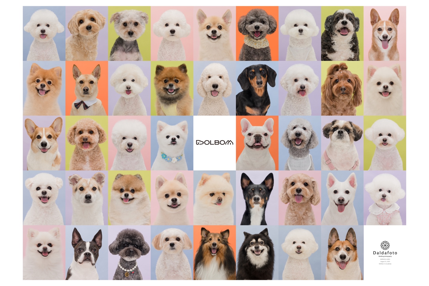 돌봄애견유치원 잠실점 대표 이미지