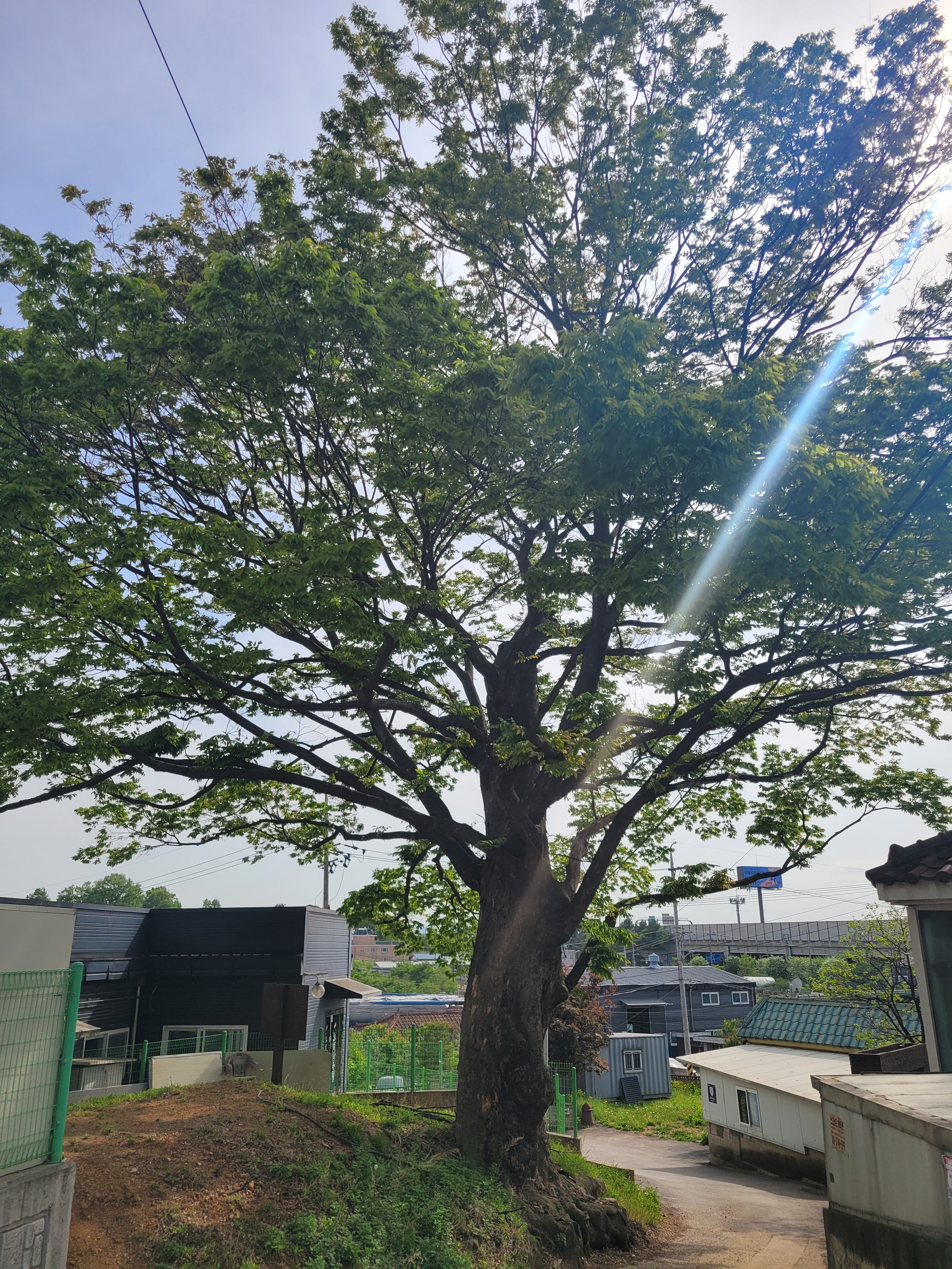 느티나무집