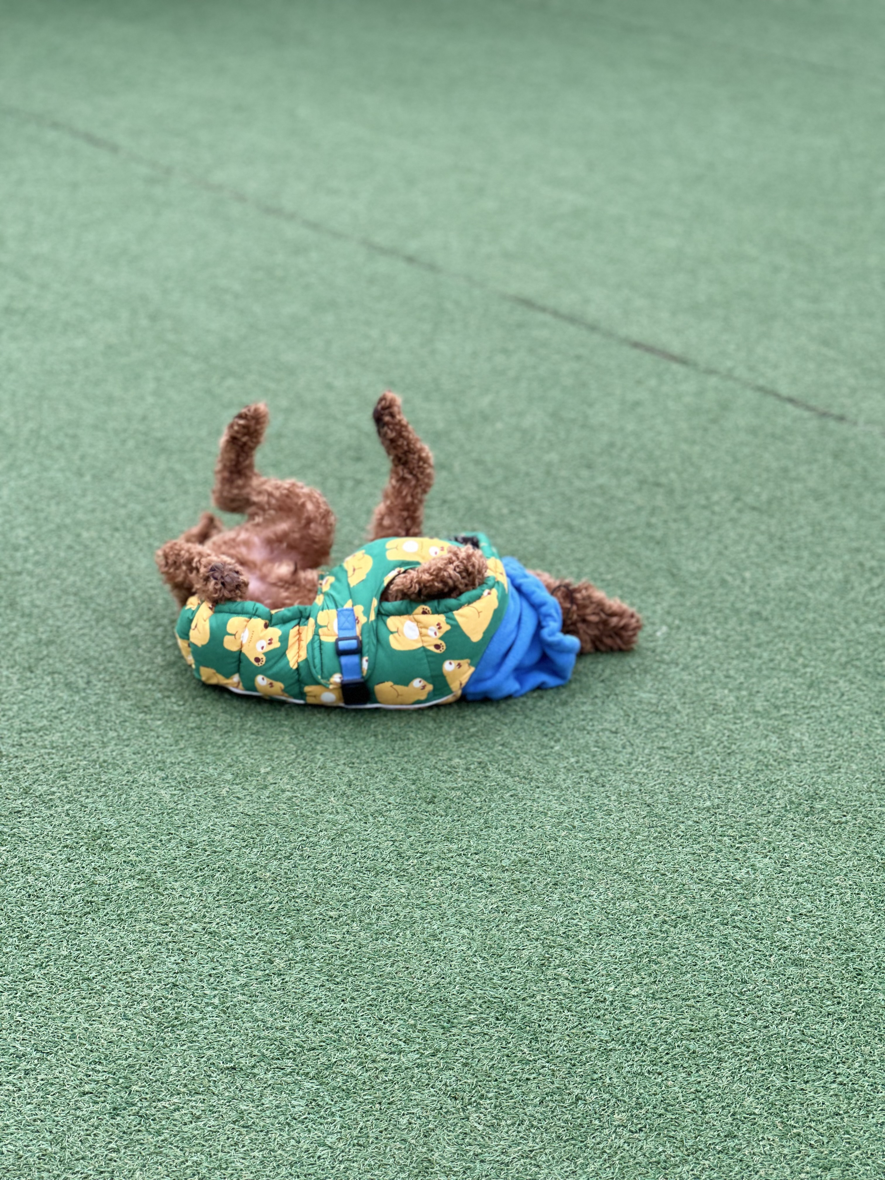 브루하하 강아지 유치원 애견호텔 애견유치원 대표 이미지