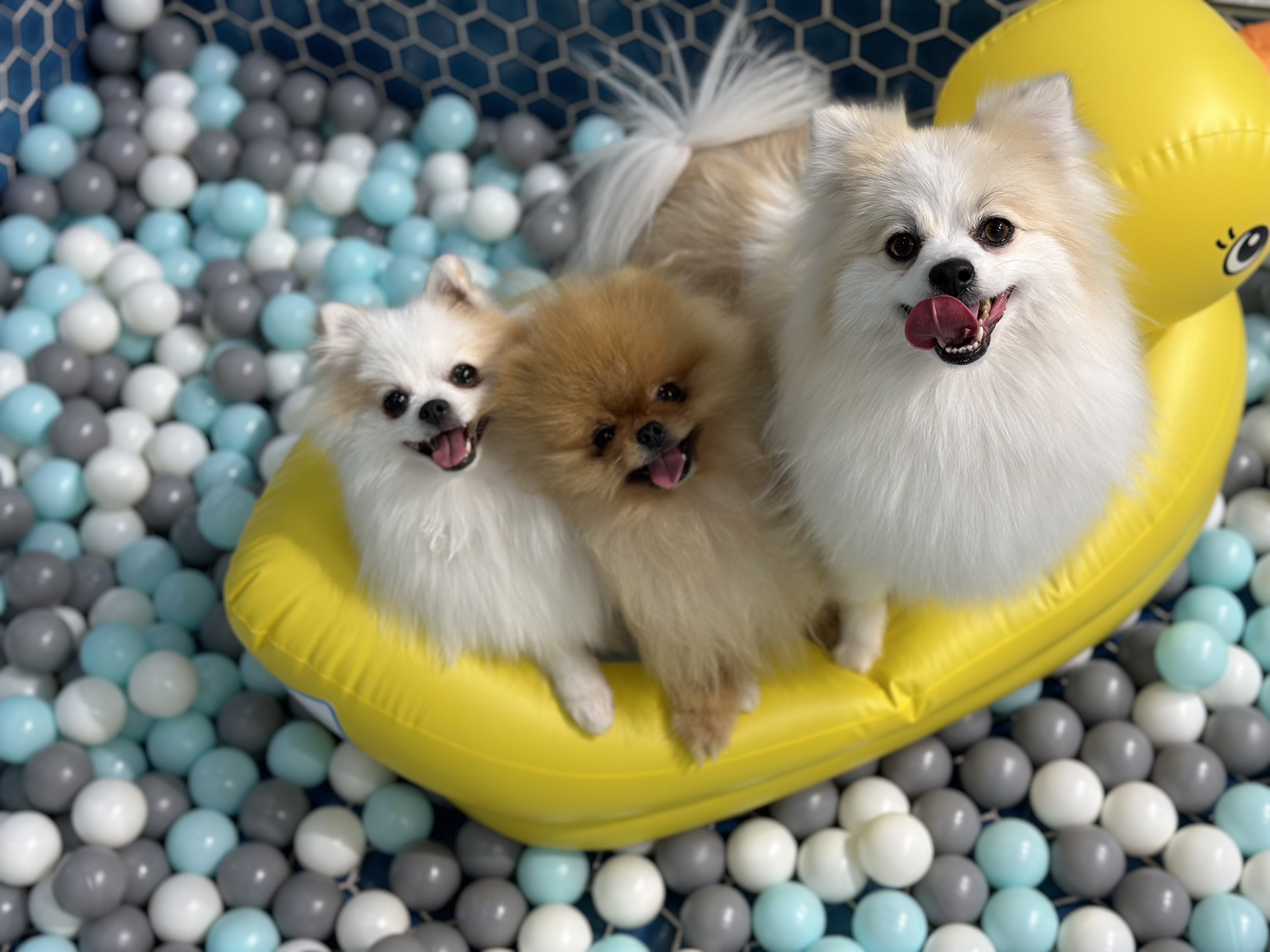 페티나트립 대표 이미지