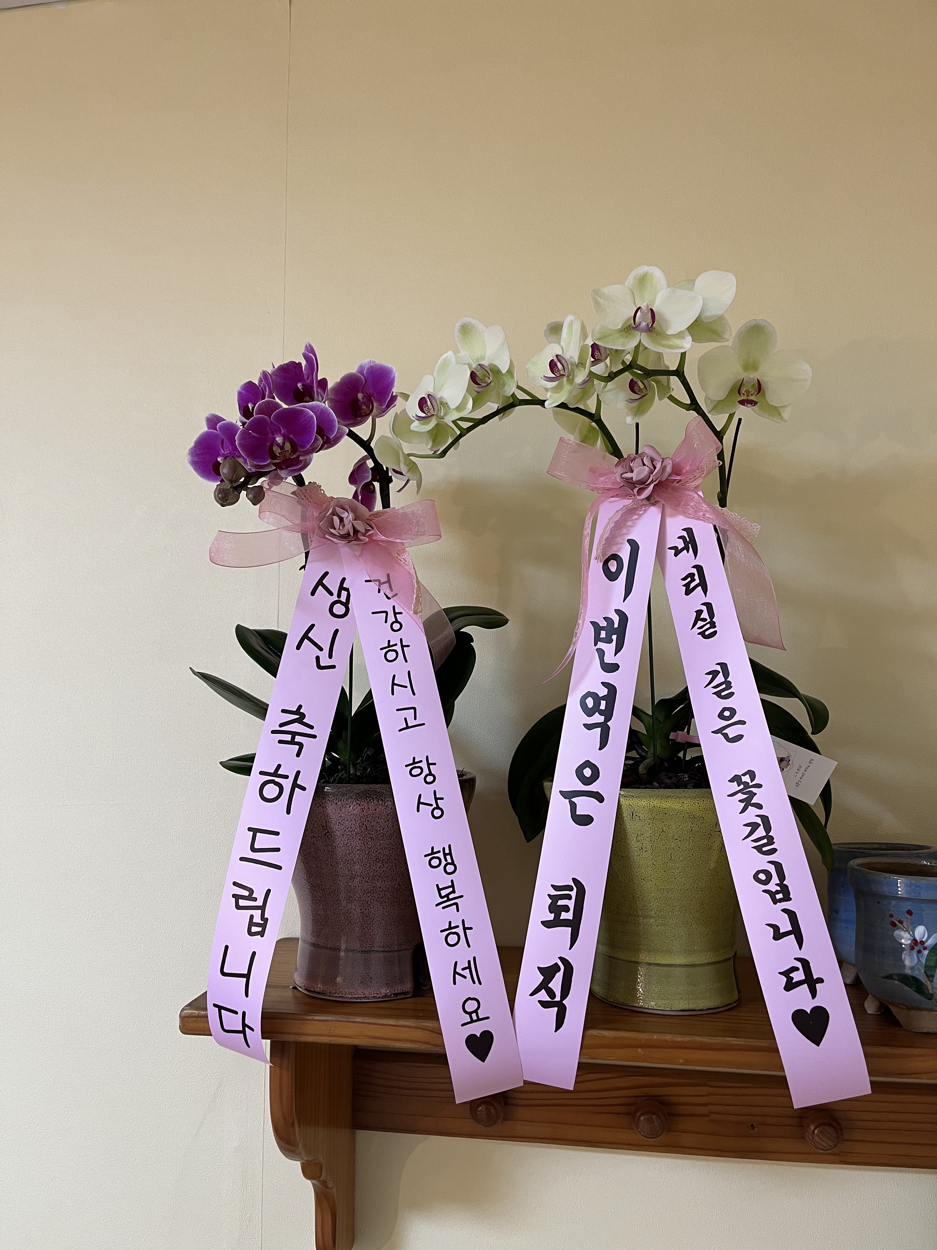 코모레비플랜트샵