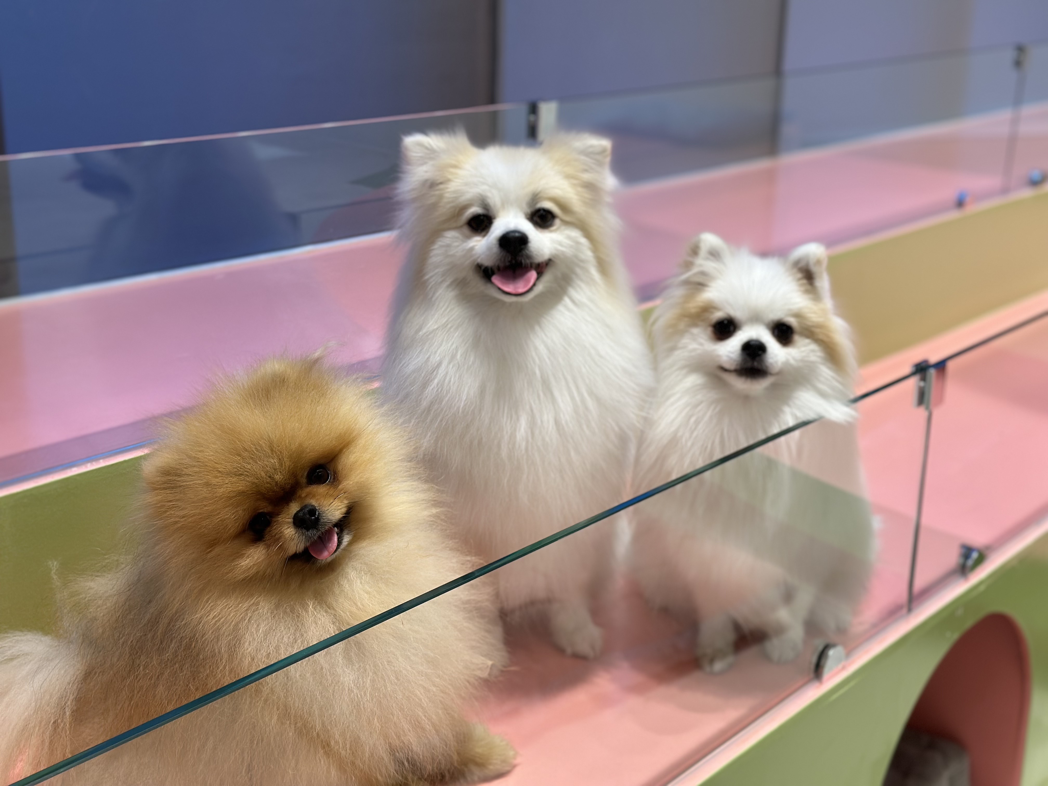 페티나트립 대표 이미지