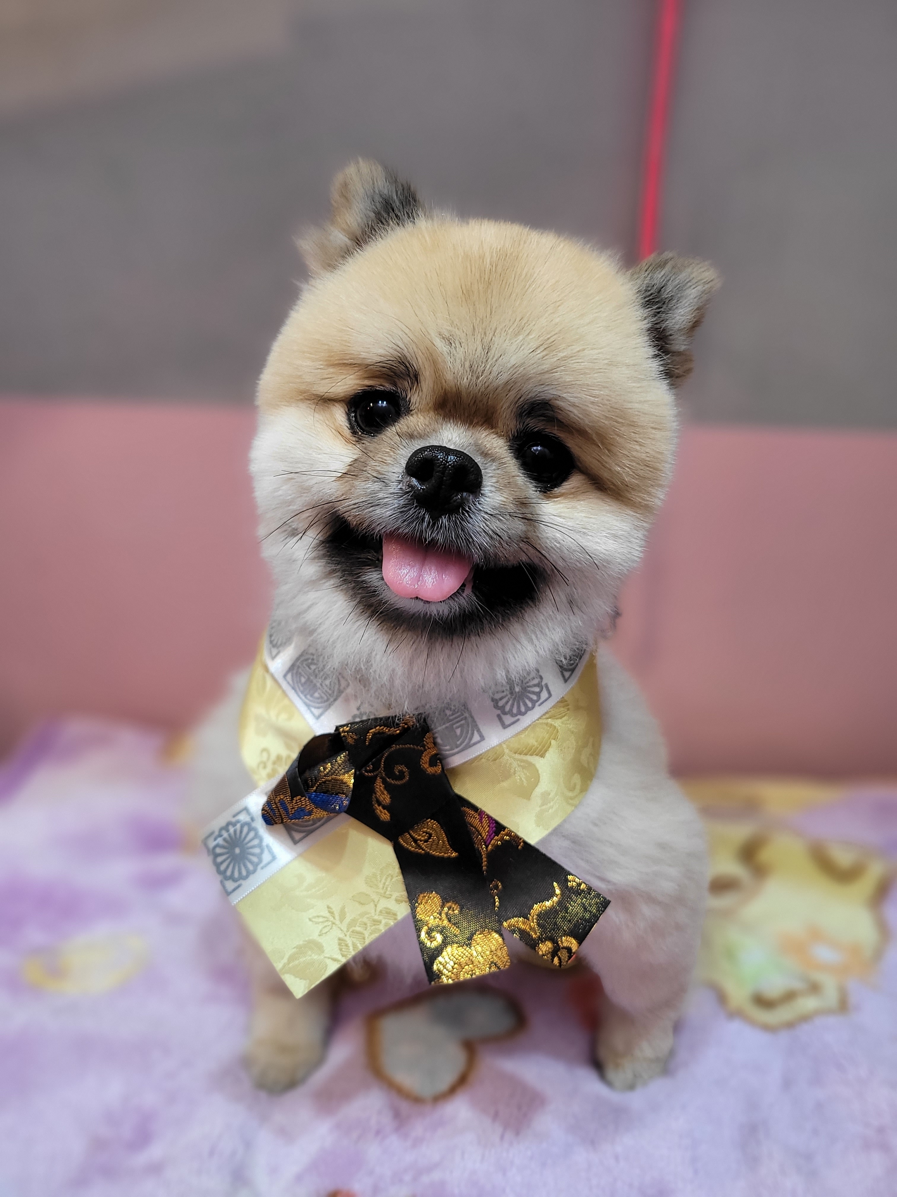 도그비잉펫케어2호점 대표 이미지