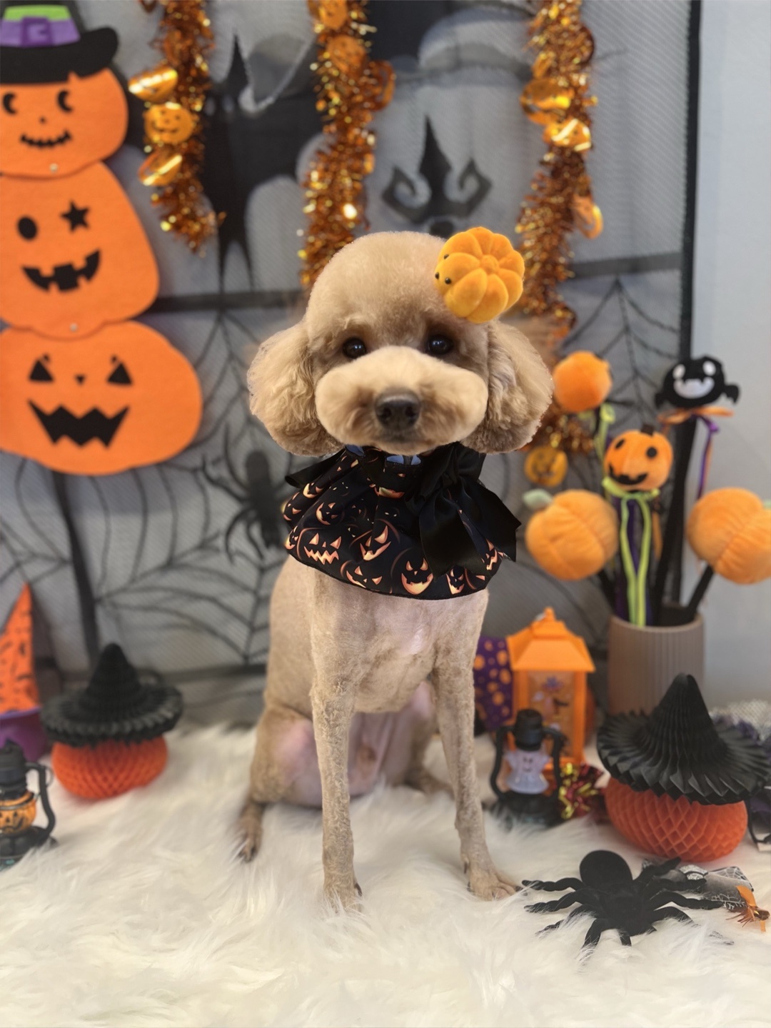 행복하개 대표 이미지