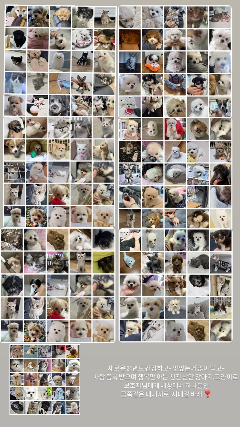 펫365 강아지분양 고양이분양 전주본점 대표 이미지