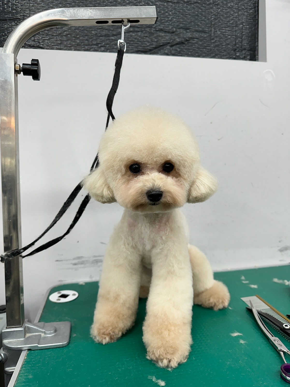 블리스펫츠