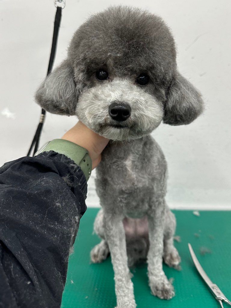 블리스펫츠 대표 이미지