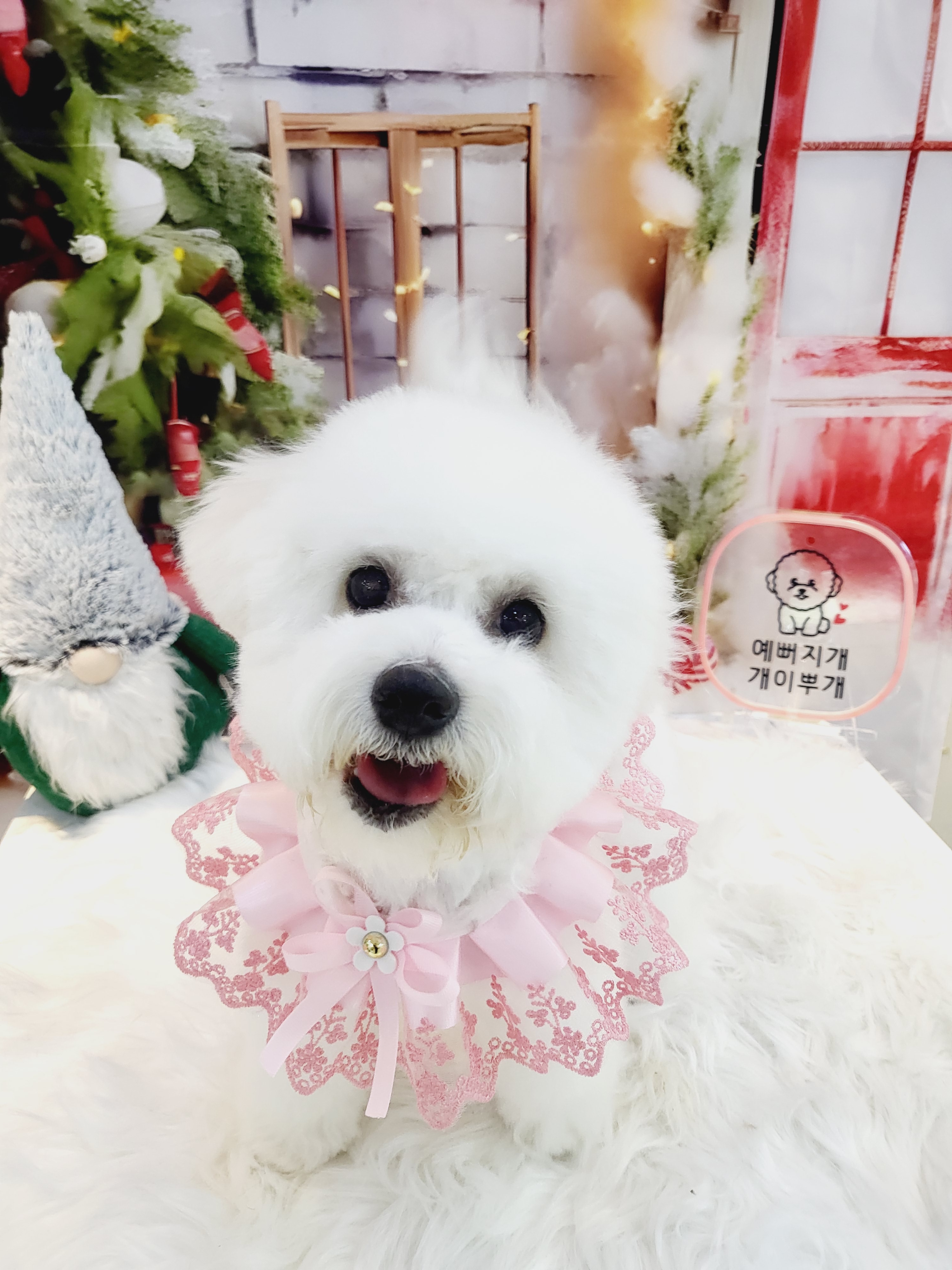 개이뿌개 대표 이미지