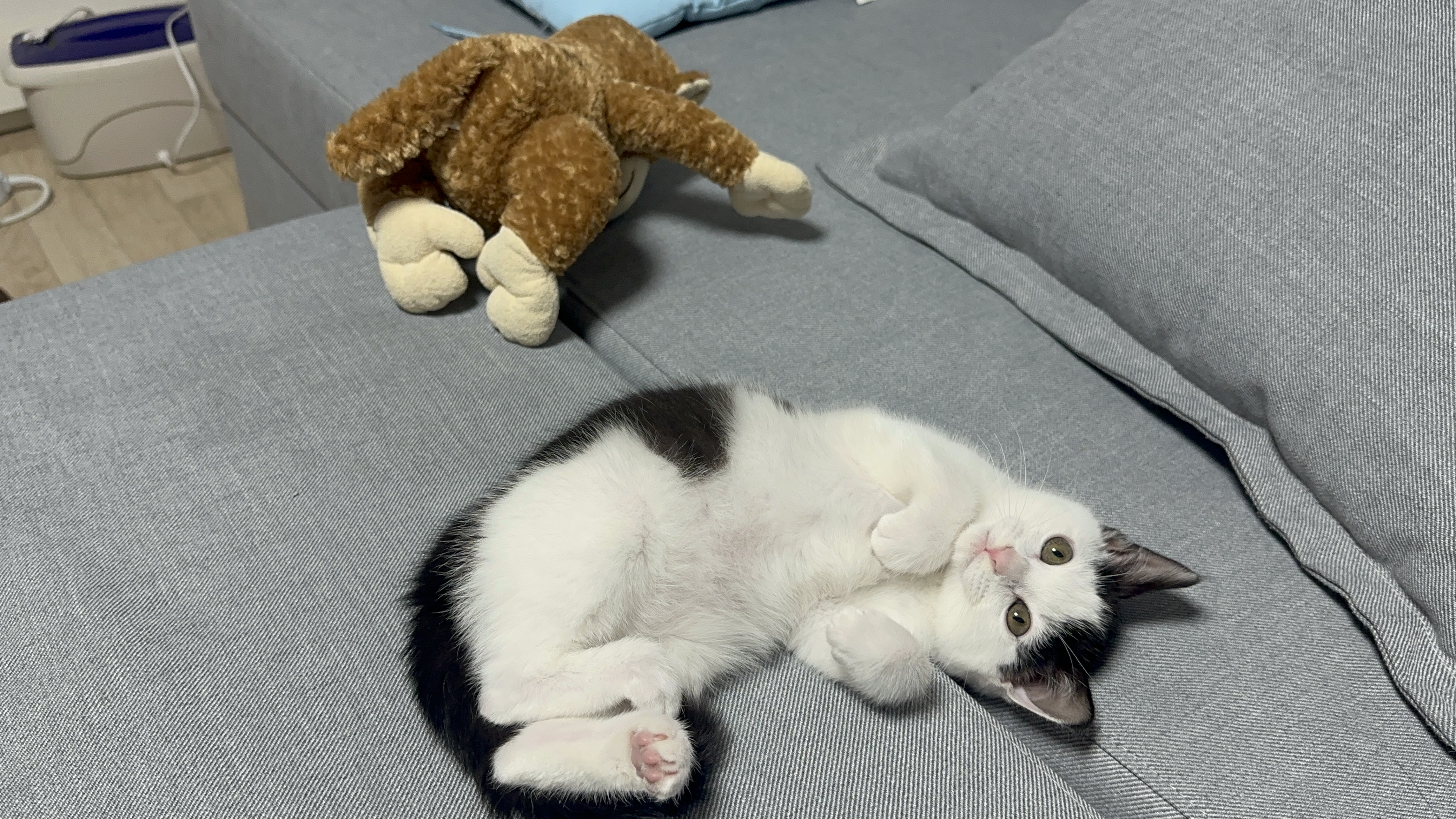 사눅독스그루밍 대표 이미지