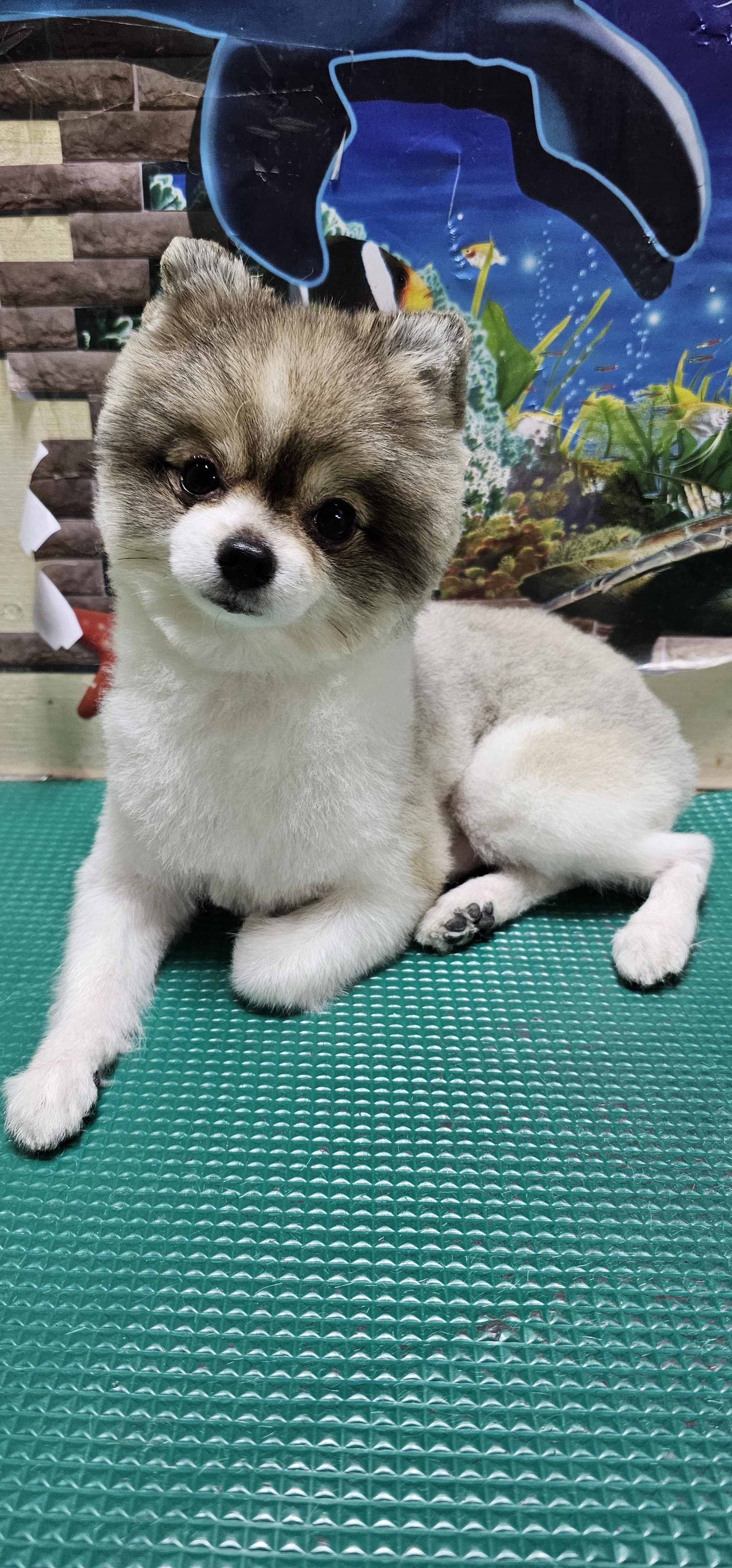 강아지톡 대표 이미지
