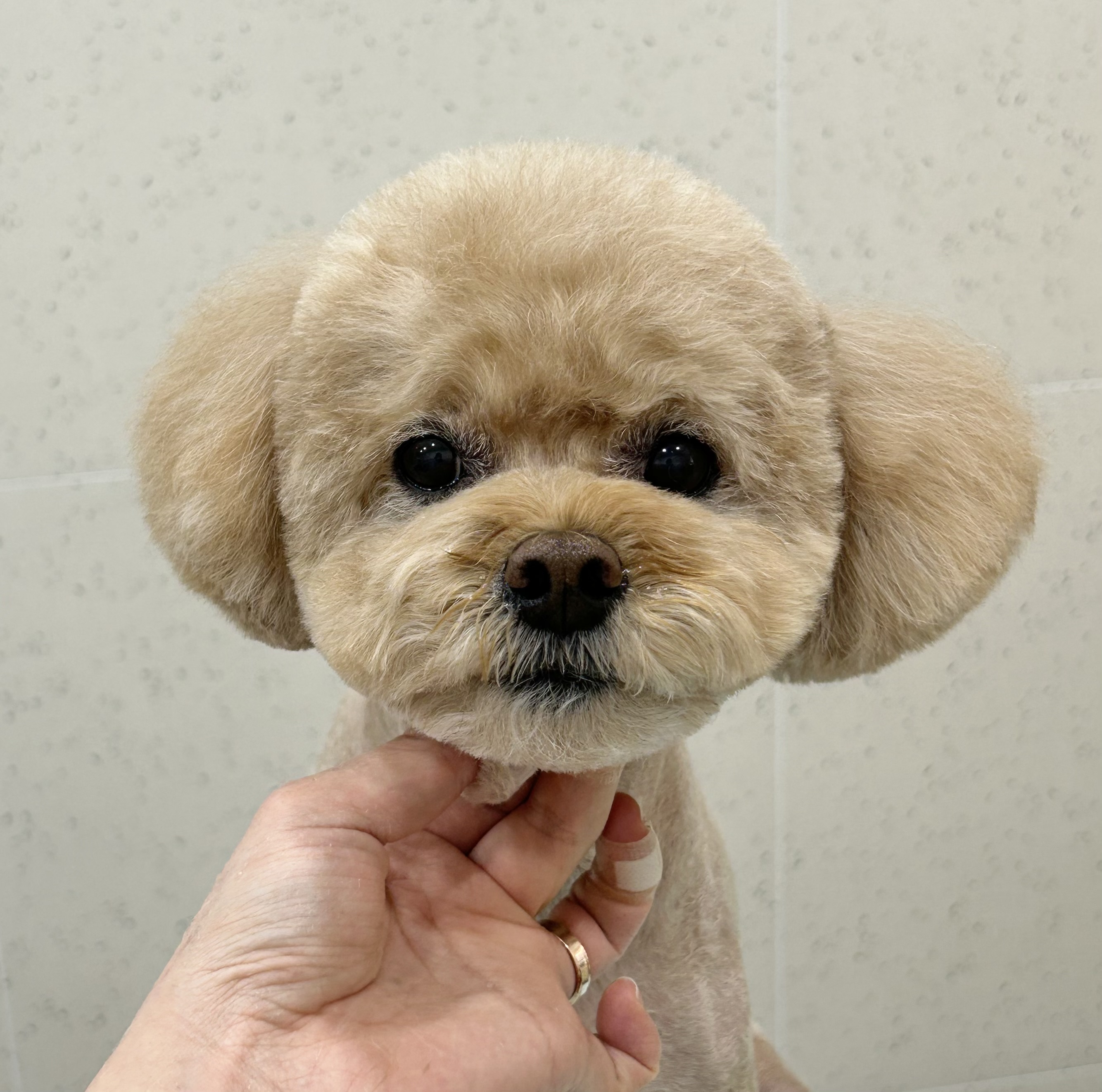 몽블리 대표 이미지