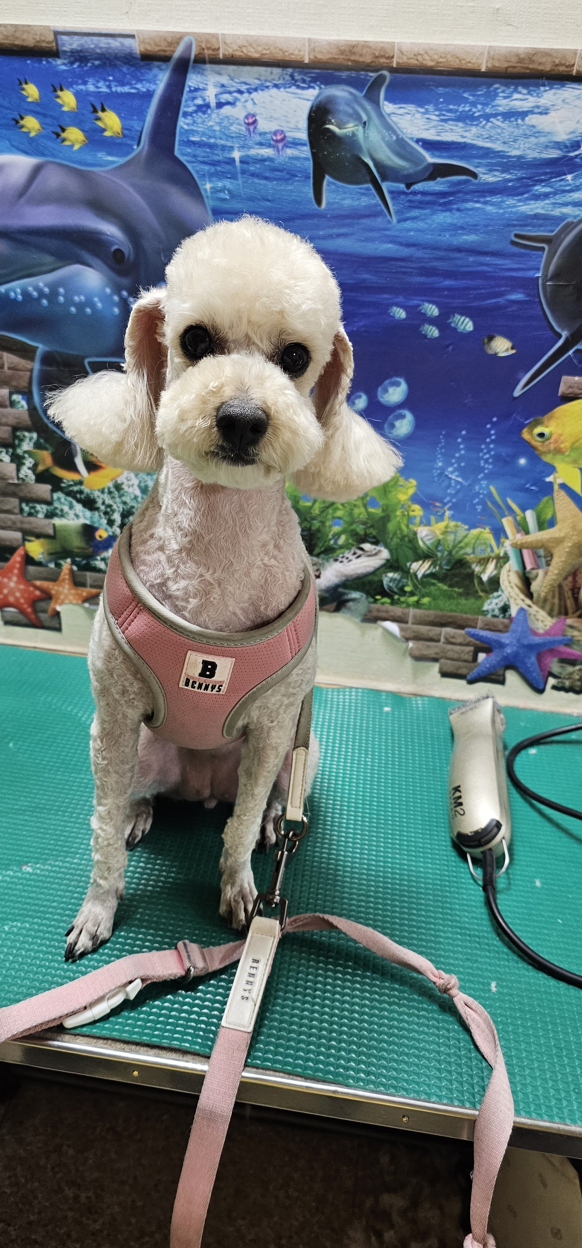 강아지톡 대표 이미지