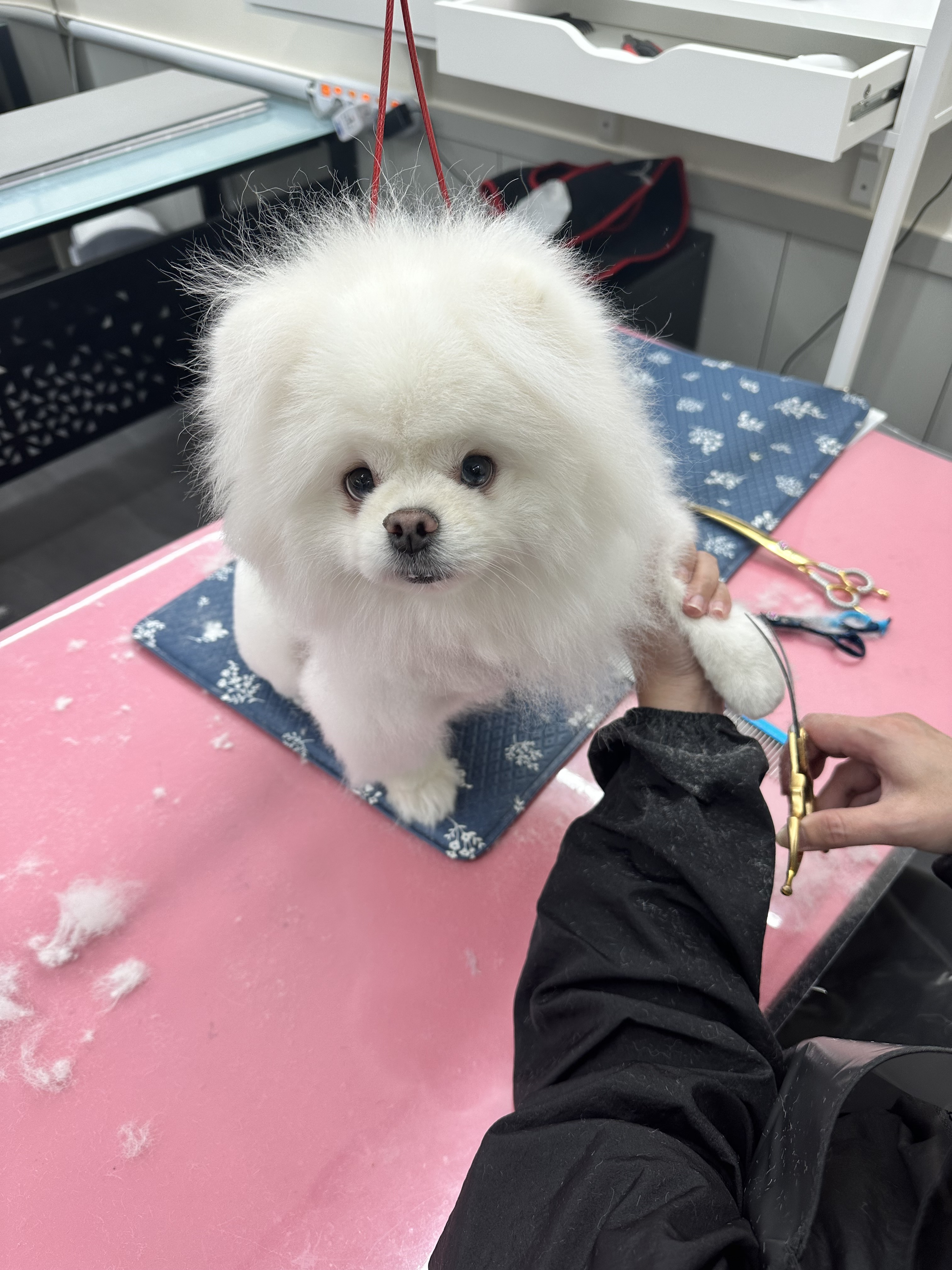 사눅독스그루밍 대표 이미지