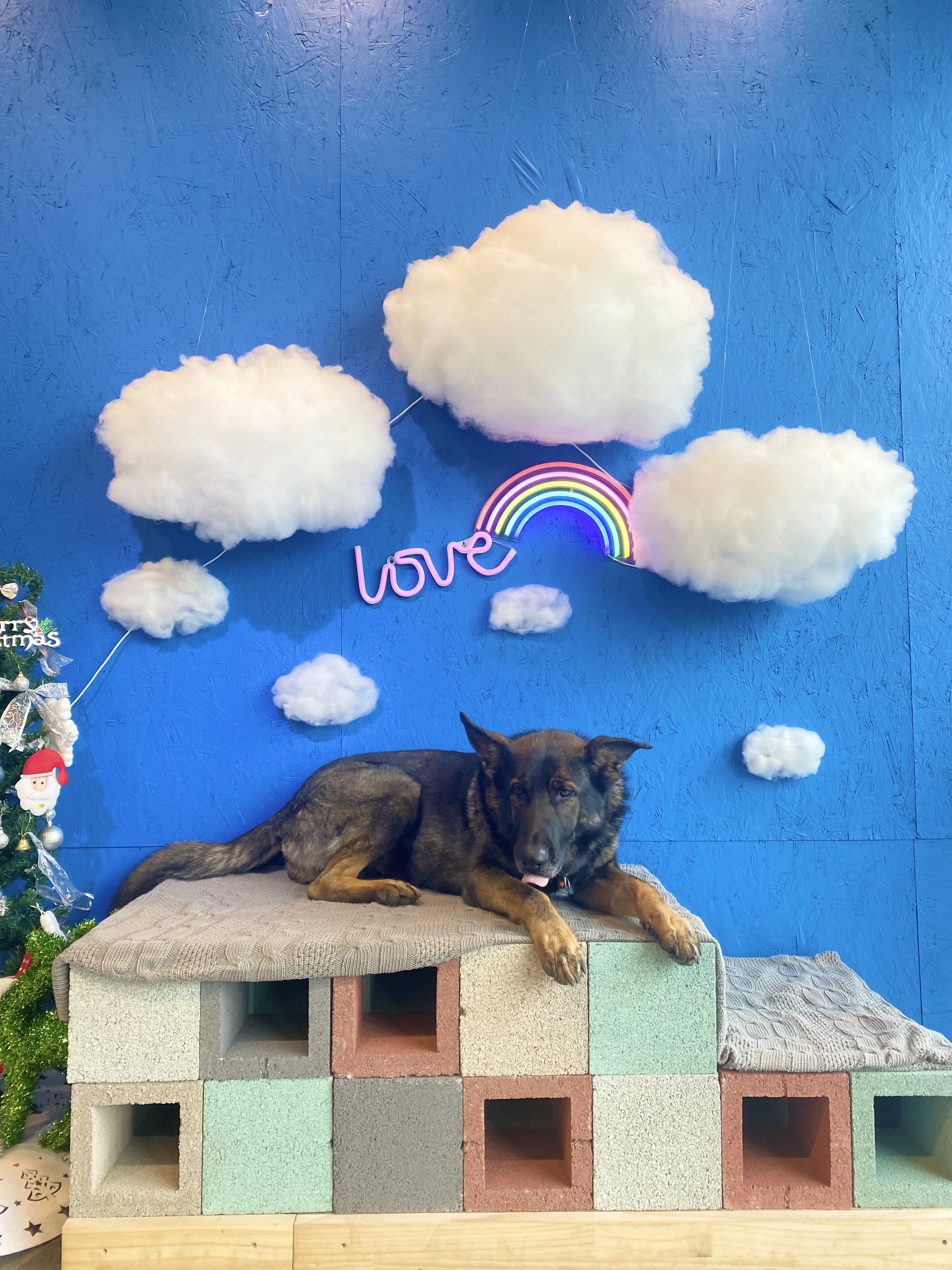 우리개이야기 대표 이미지